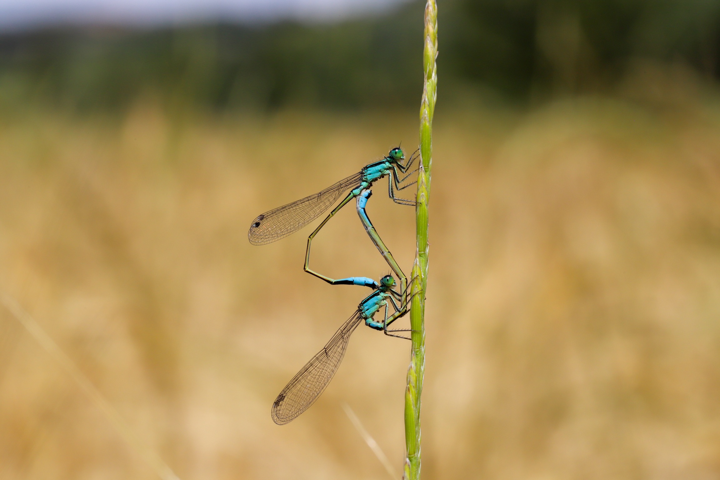 Dragonflies in Love