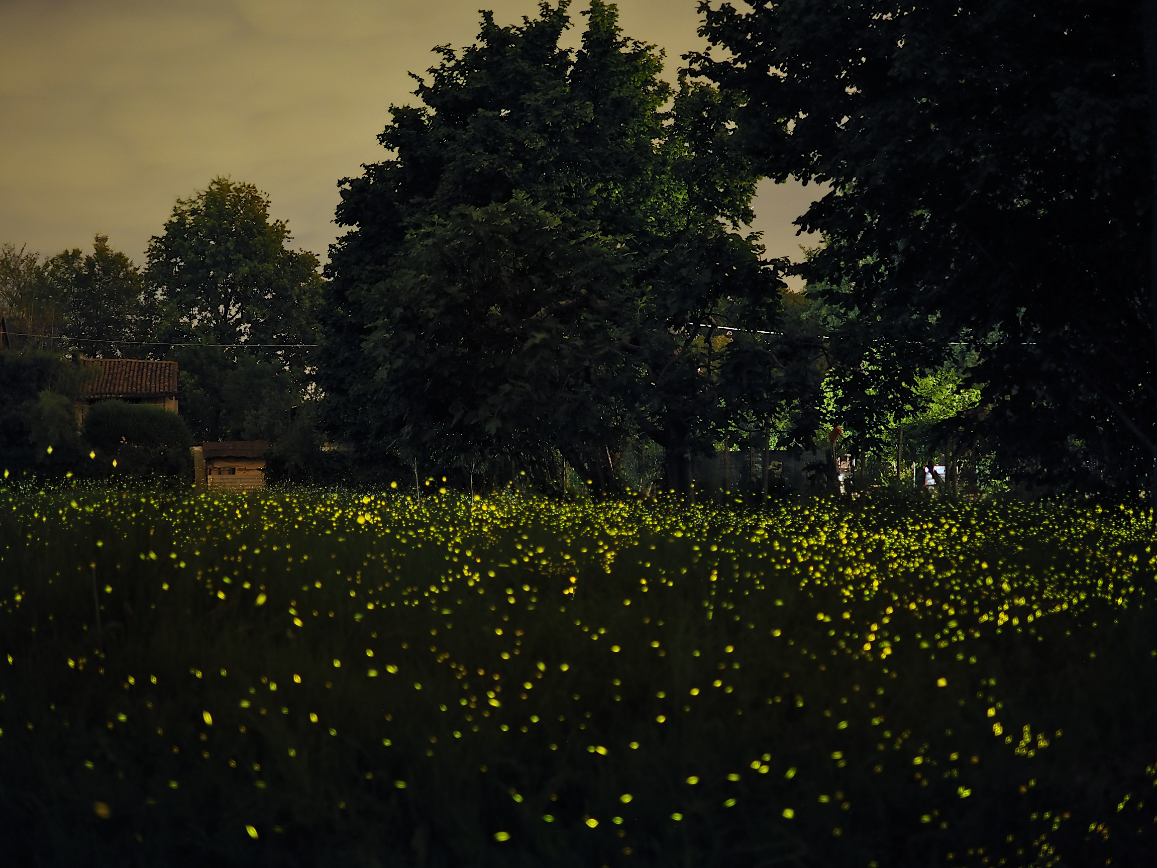 Sono tornate le lucciole!