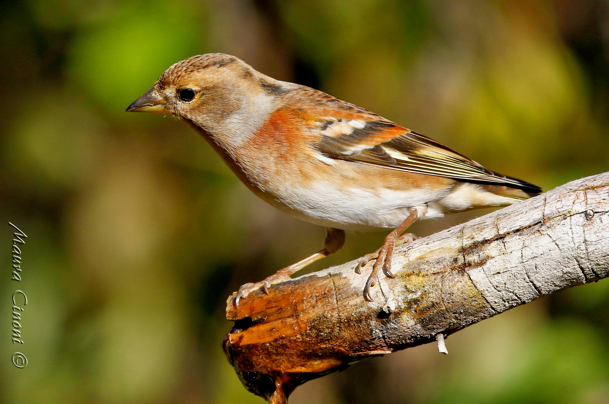 Peppola Femmina.Ulla