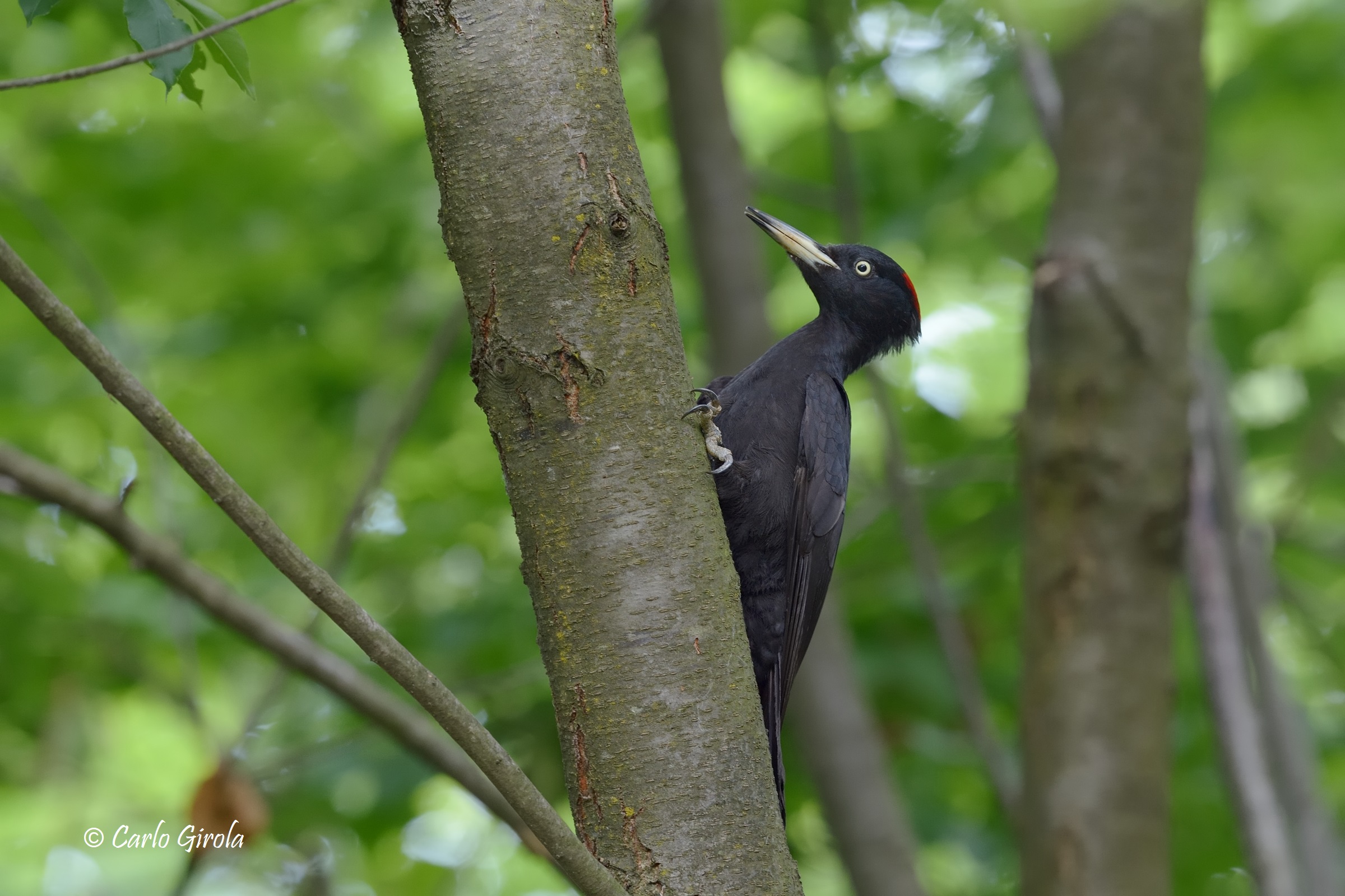 Black woodpecker (Dryocopus martius)