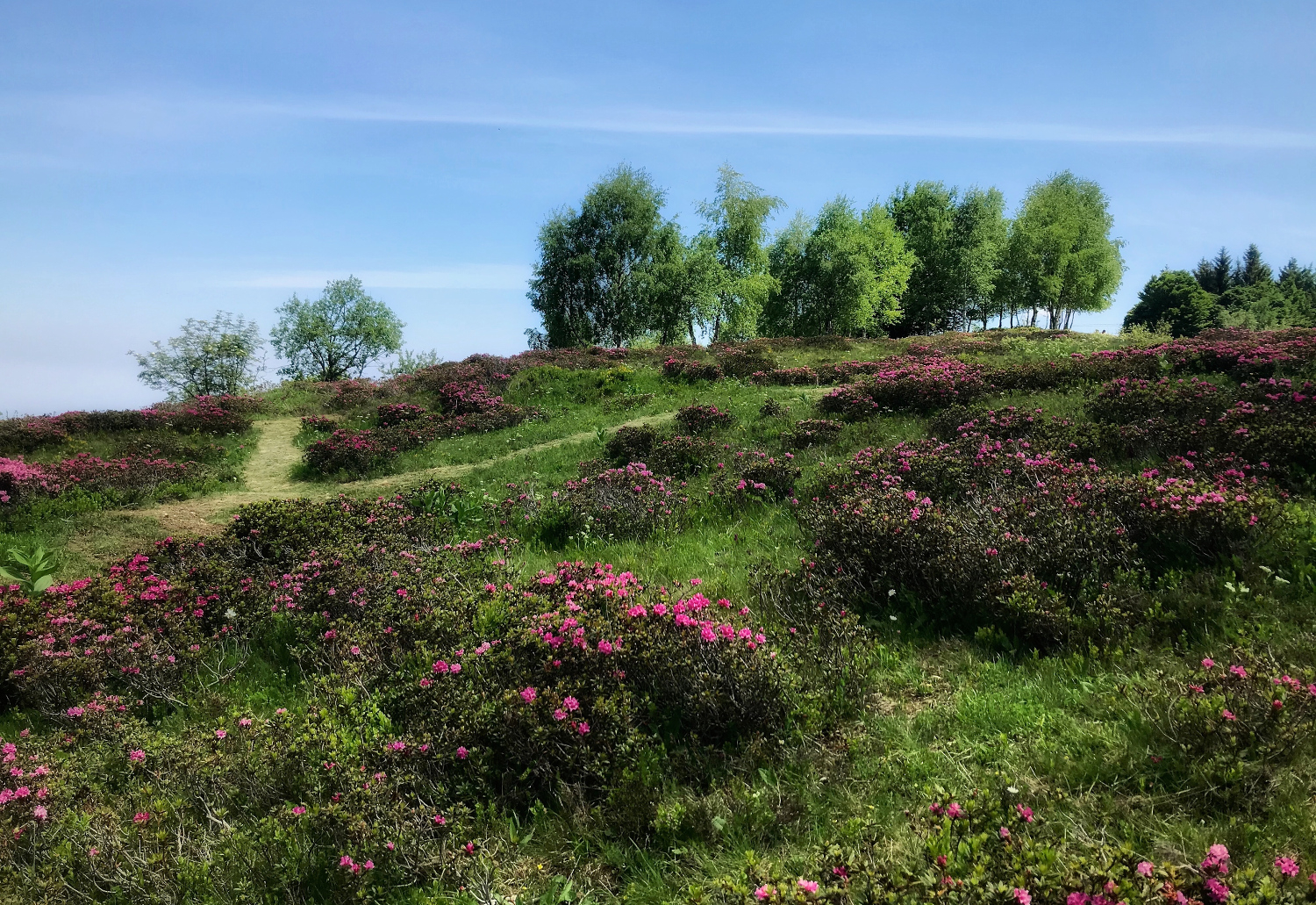 Rododendri, betulle e qualche narciso