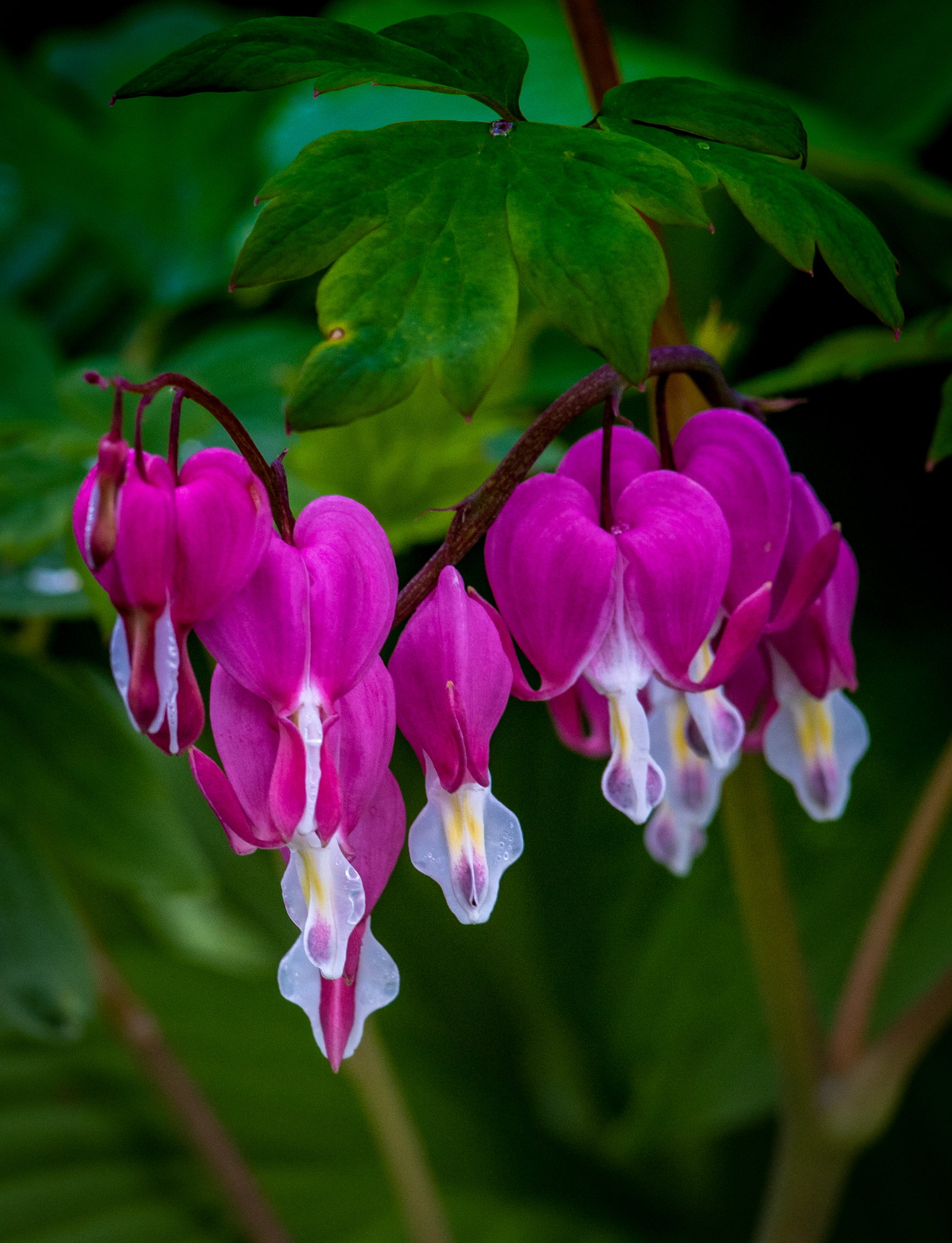 Cuori sanguinanti nella foresta.