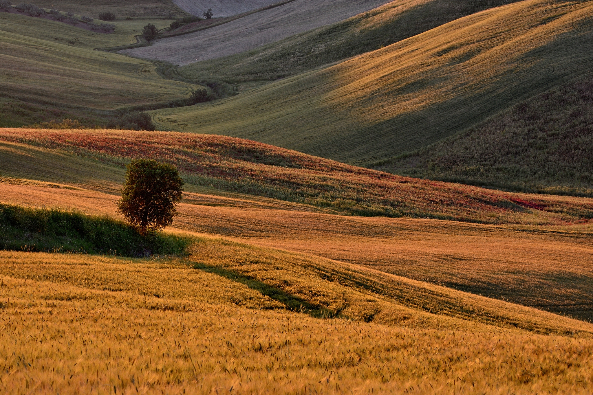 Nel campo di grano