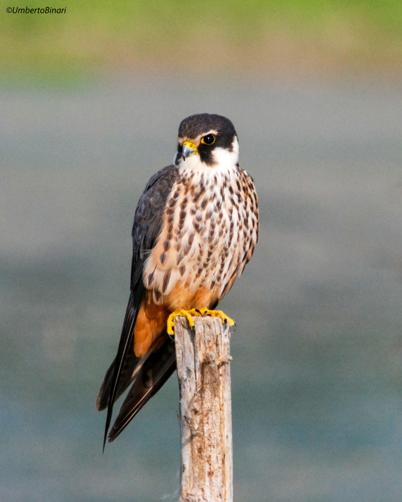 Lodolaio (Falco subbuteo)