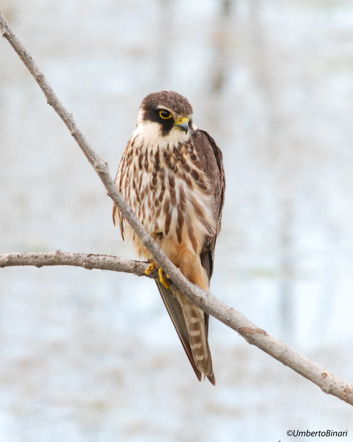 Lodolaio (Falco subbuteo)
