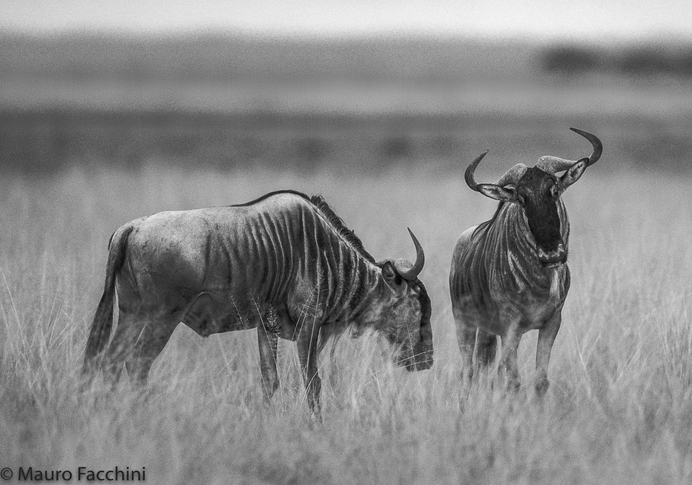 Gnu' residenziali