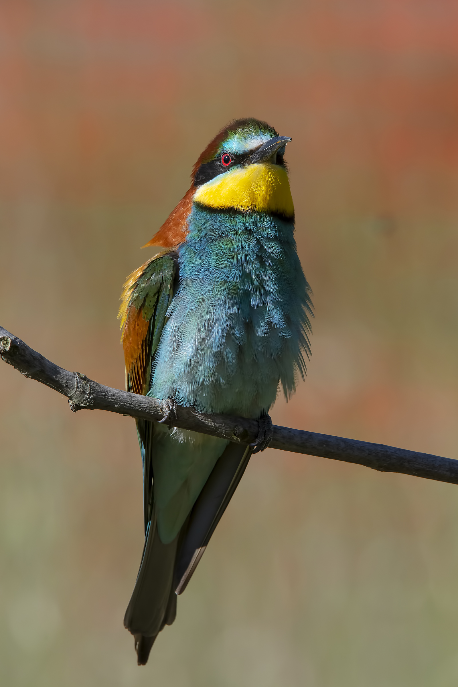 Bee-eater