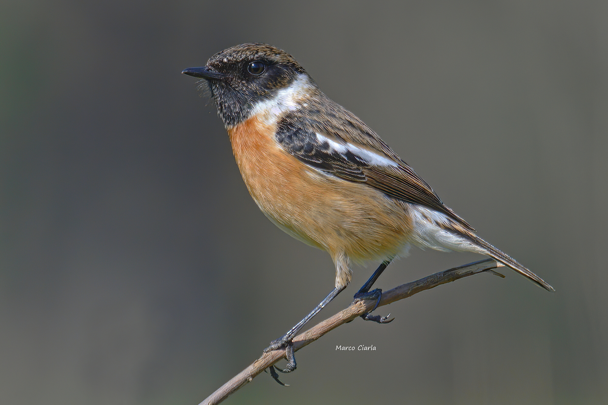 Saltimpalo (Saxicola rubicola )