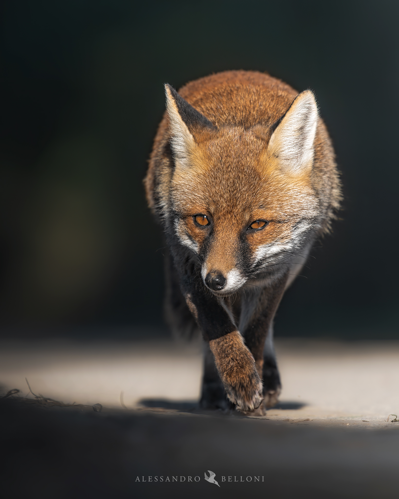 Red Fox (Vulpes Vulpes)