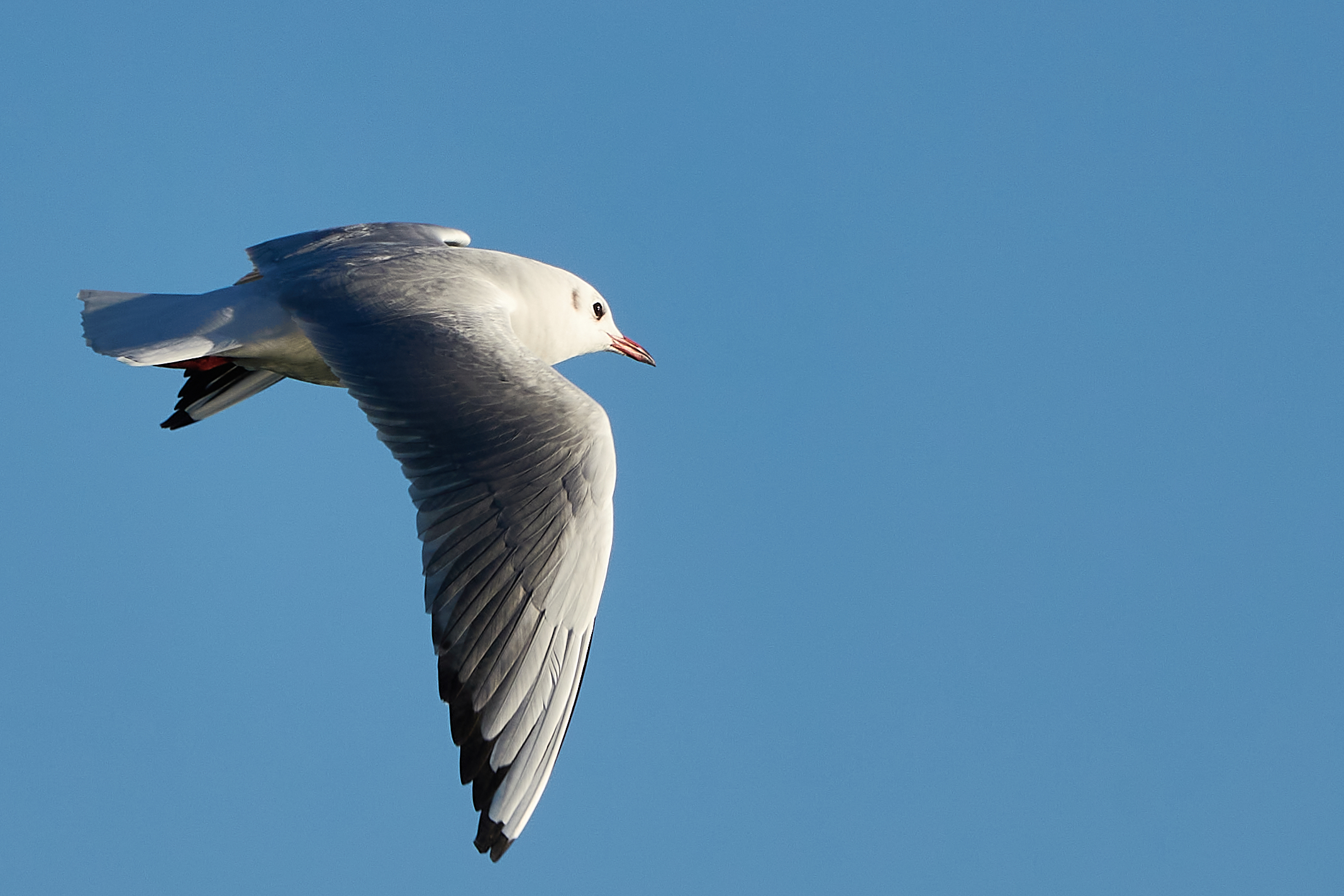 Common Seagull