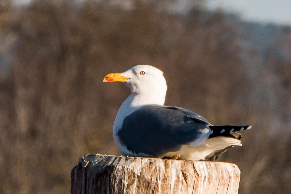 Royal Seagull