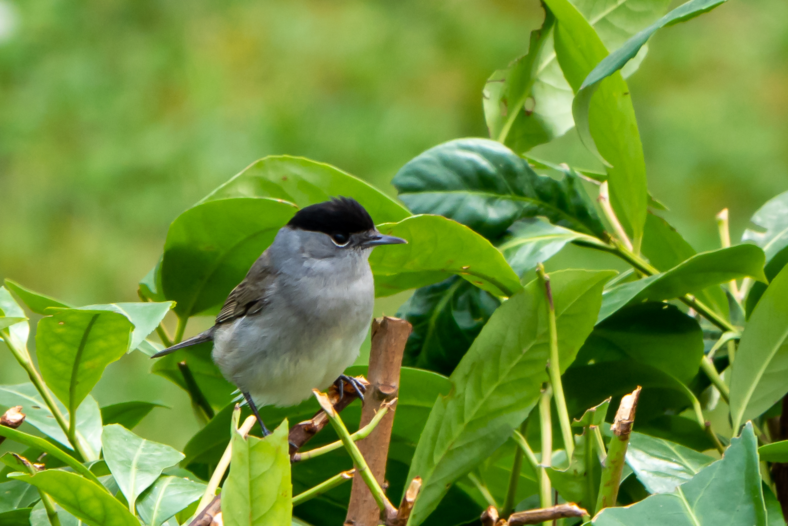 Blackcap