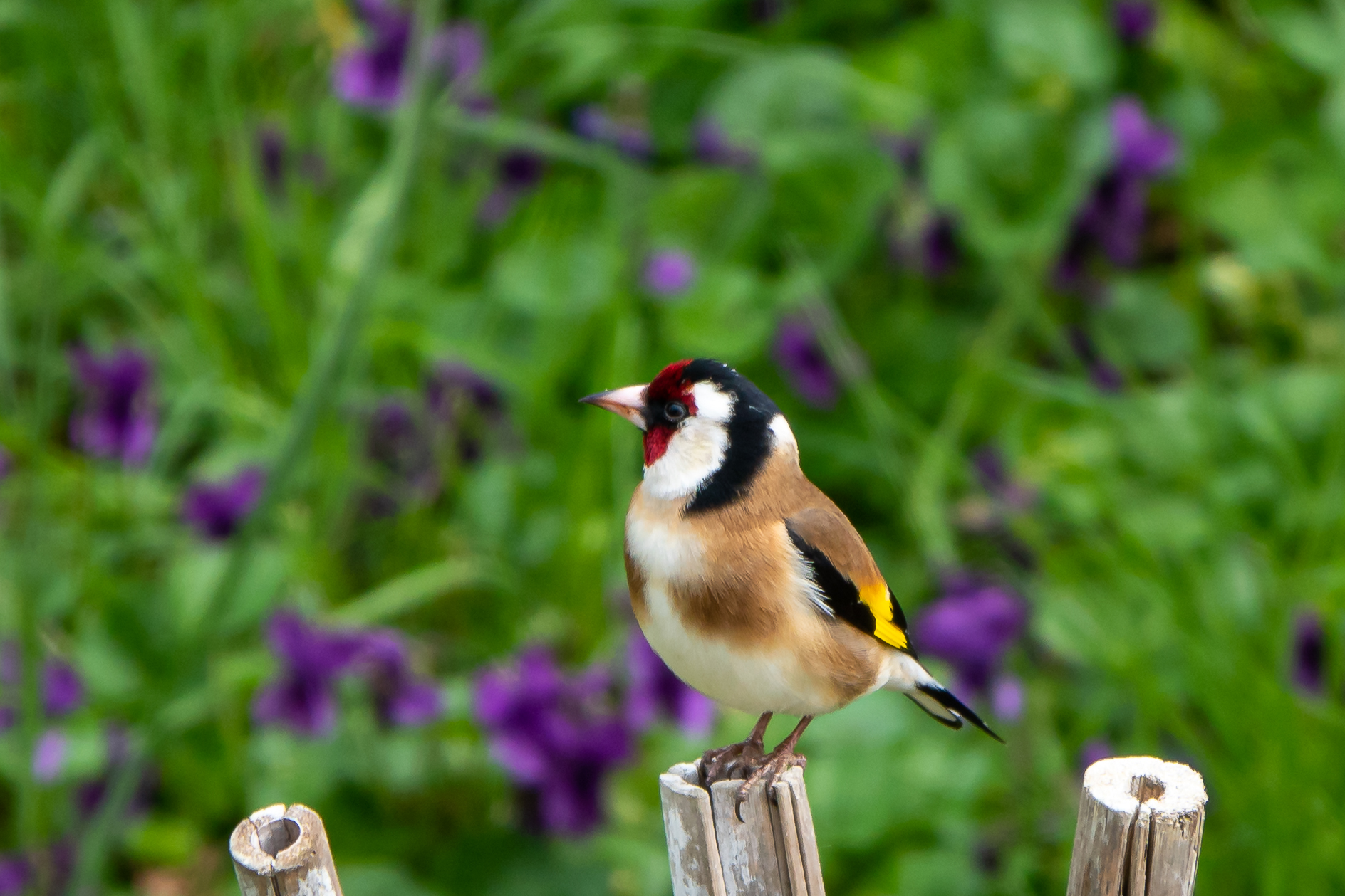 Goldfinch