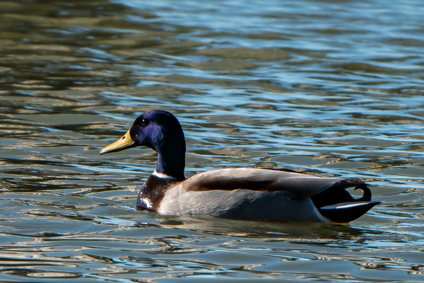Mallard
