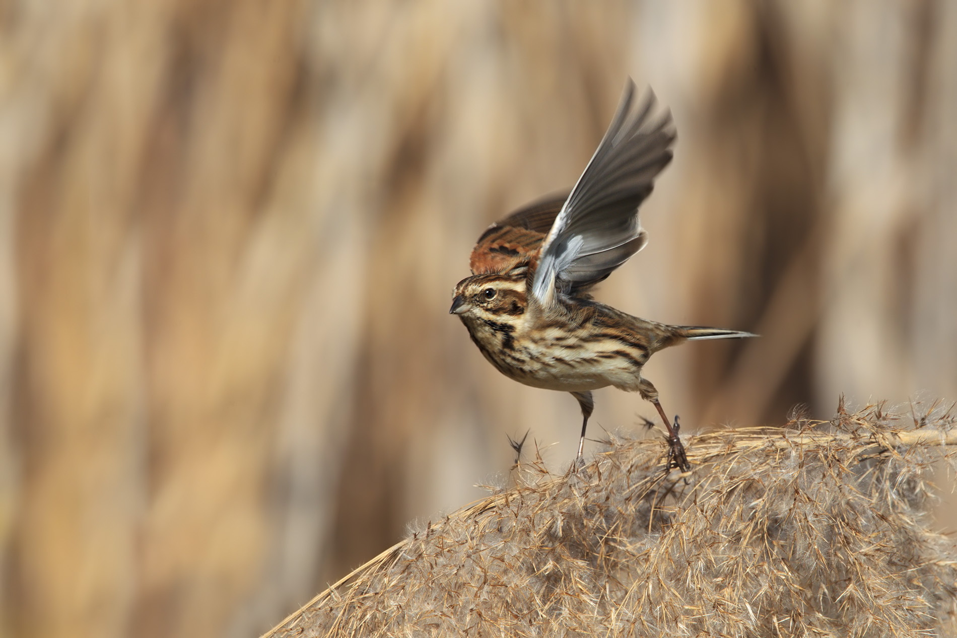 Fast Shutter, Reed Bunting