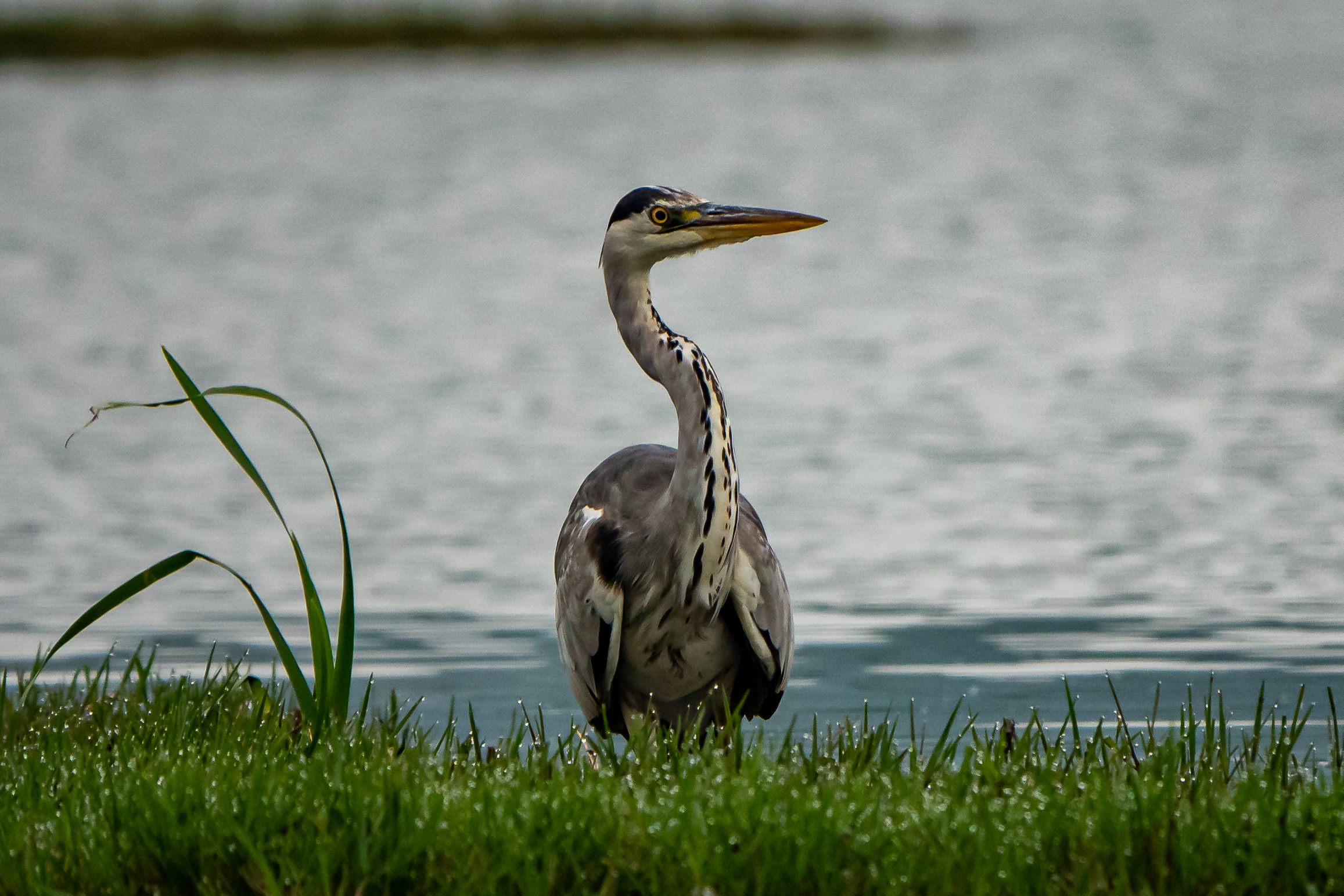Ash heron