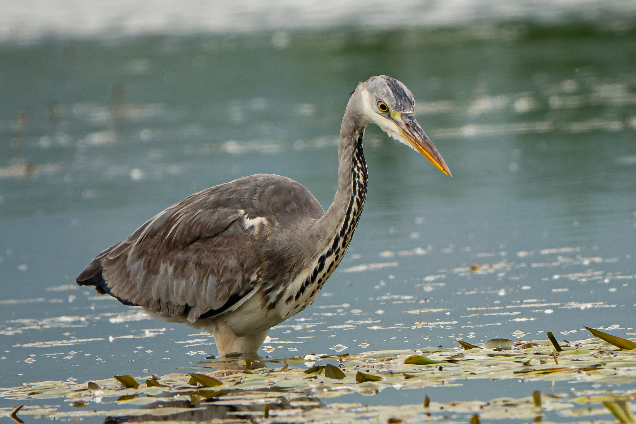 Ash heron