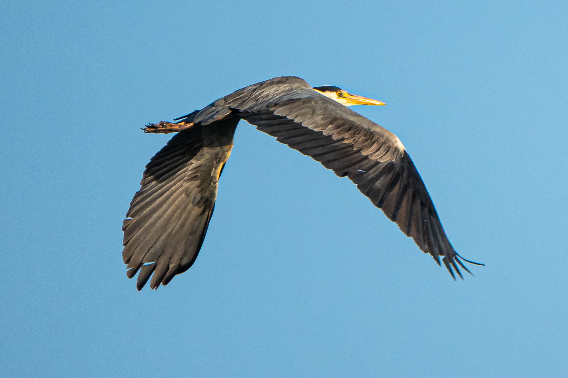 Ash heron