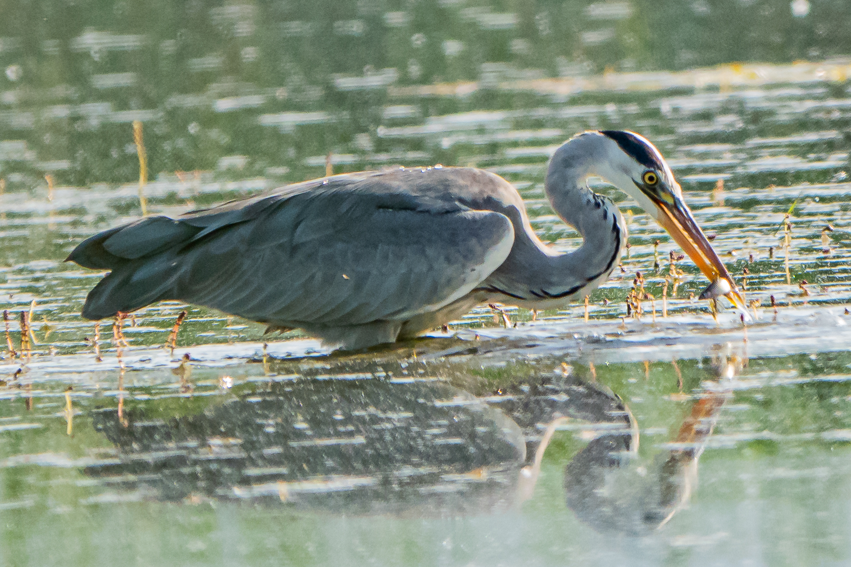 Ash heron