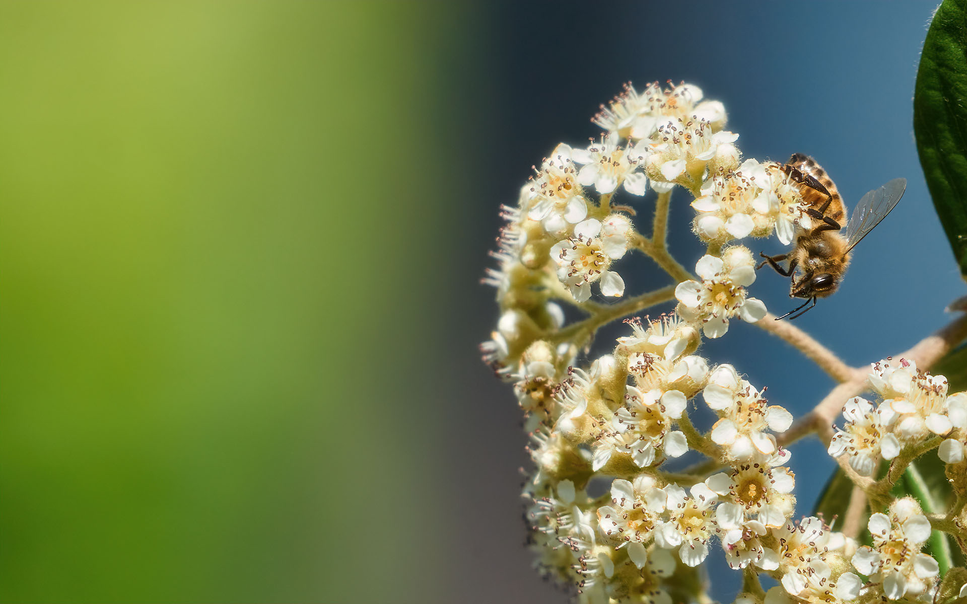 Fiore di cotonastro con ape - Colli Tortonesi 29.05.20