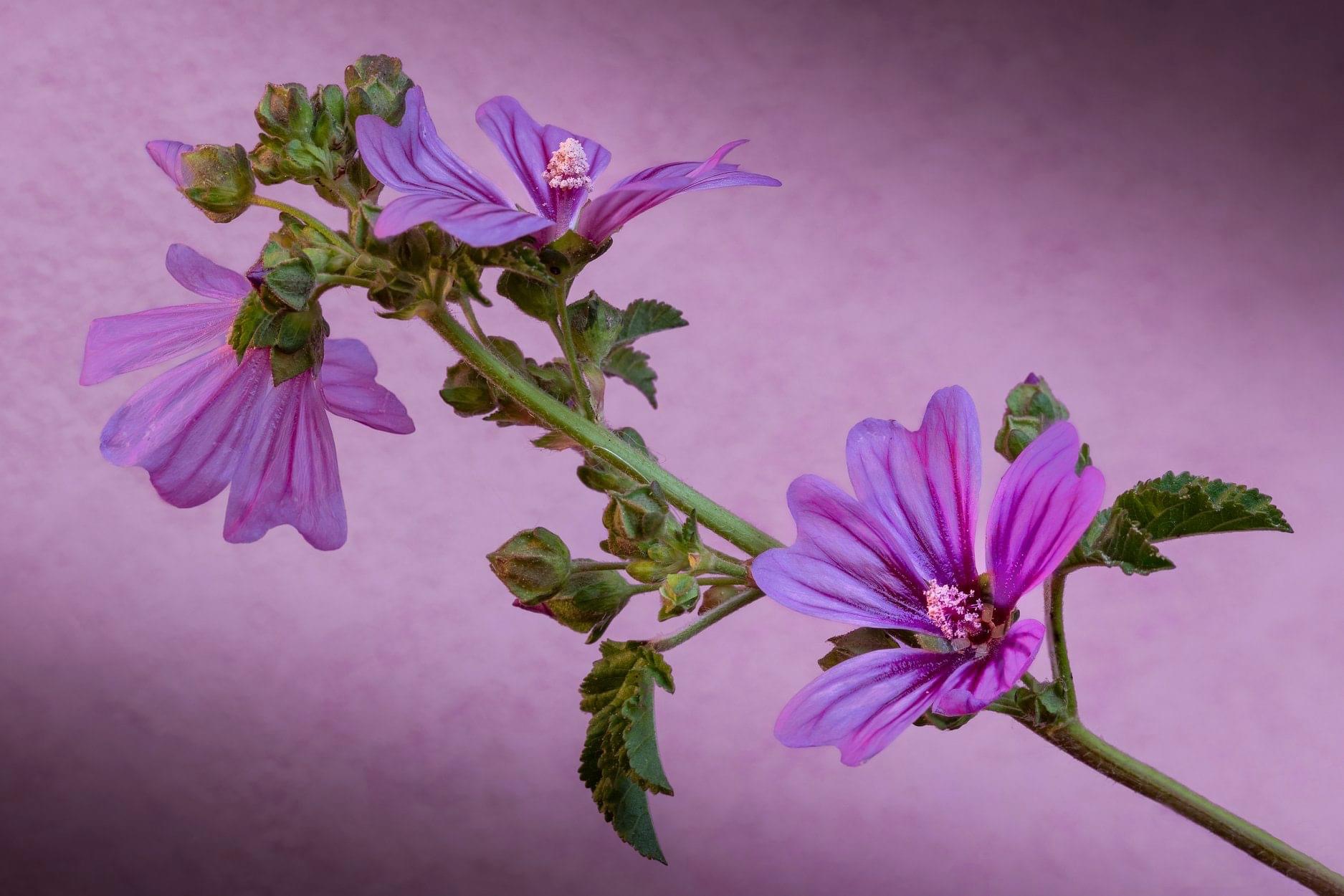 Malva sylvestris