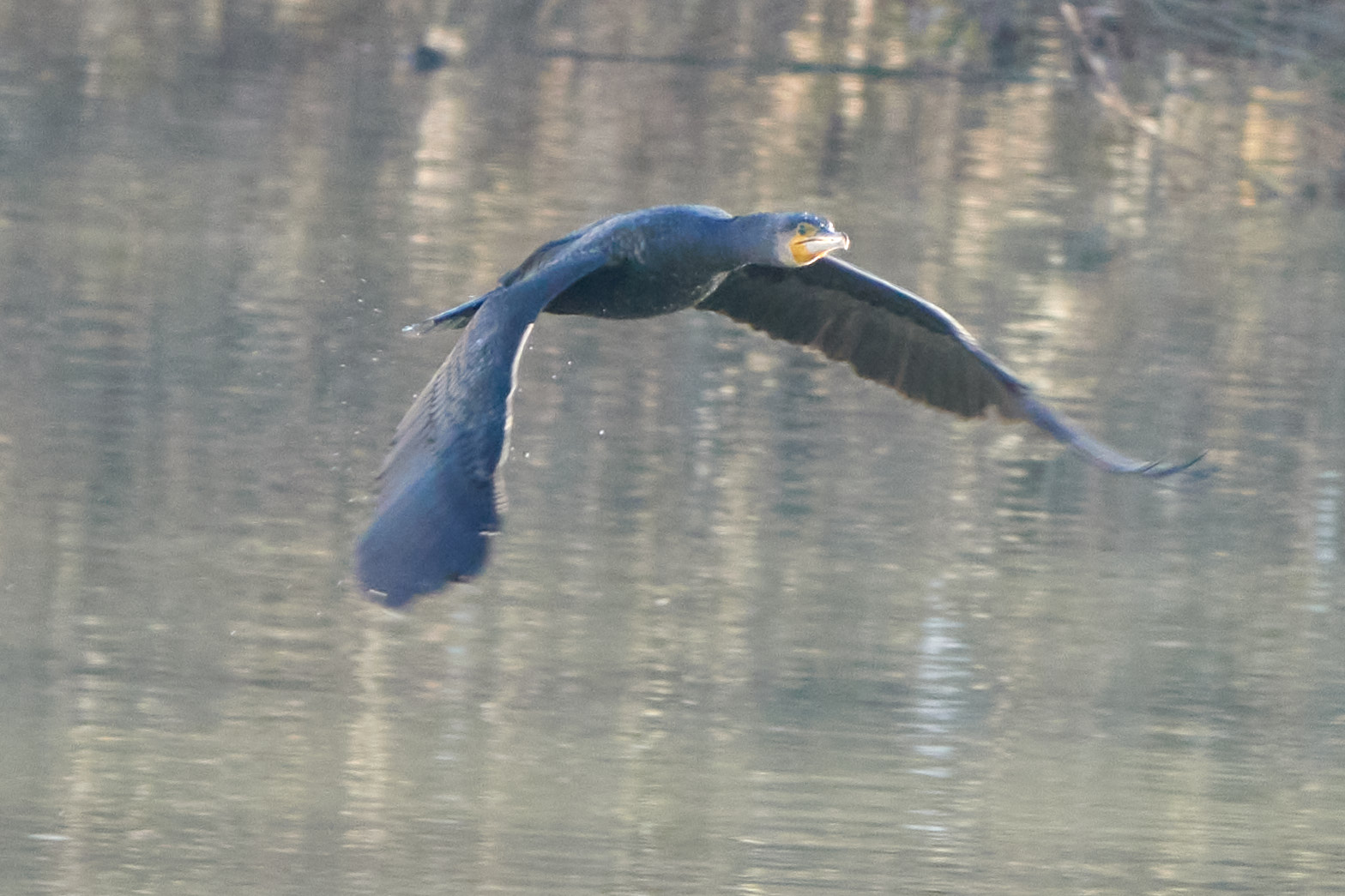 Cormorant