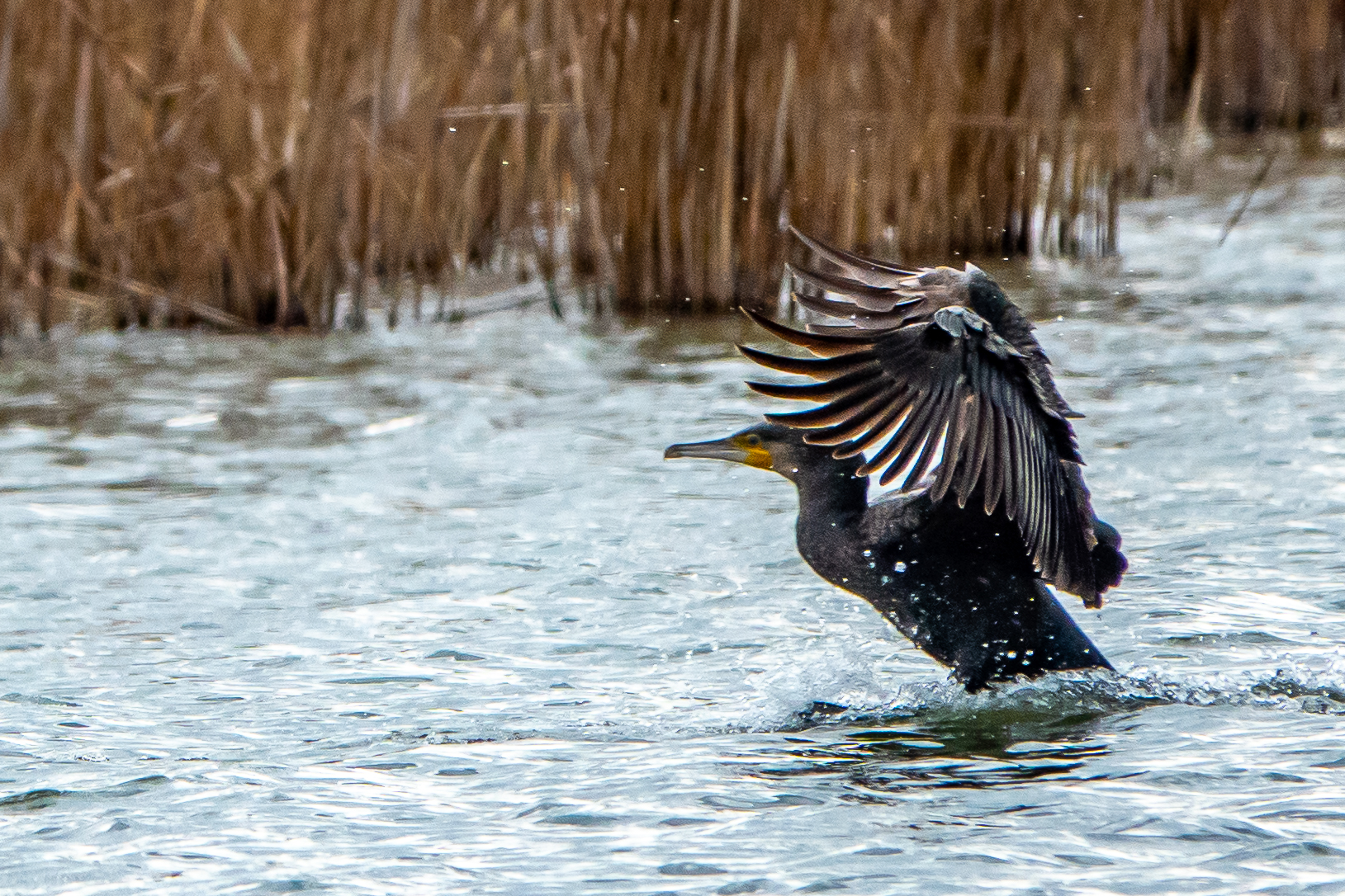 Cormorant