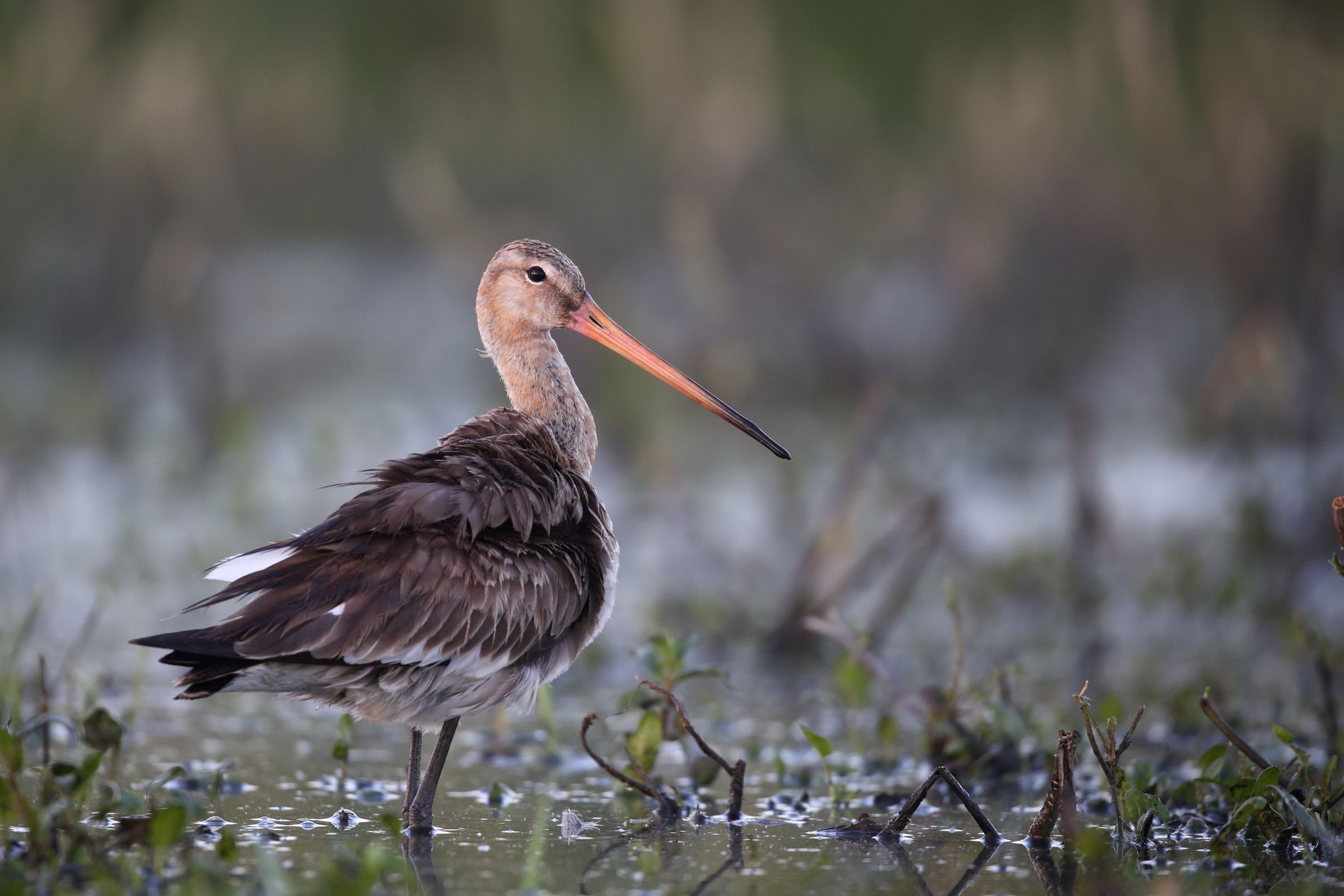 Limosa