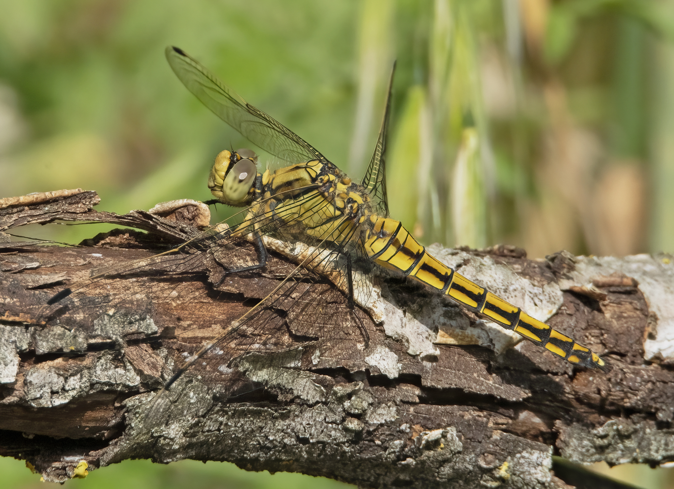 Orthetrum cancellatum