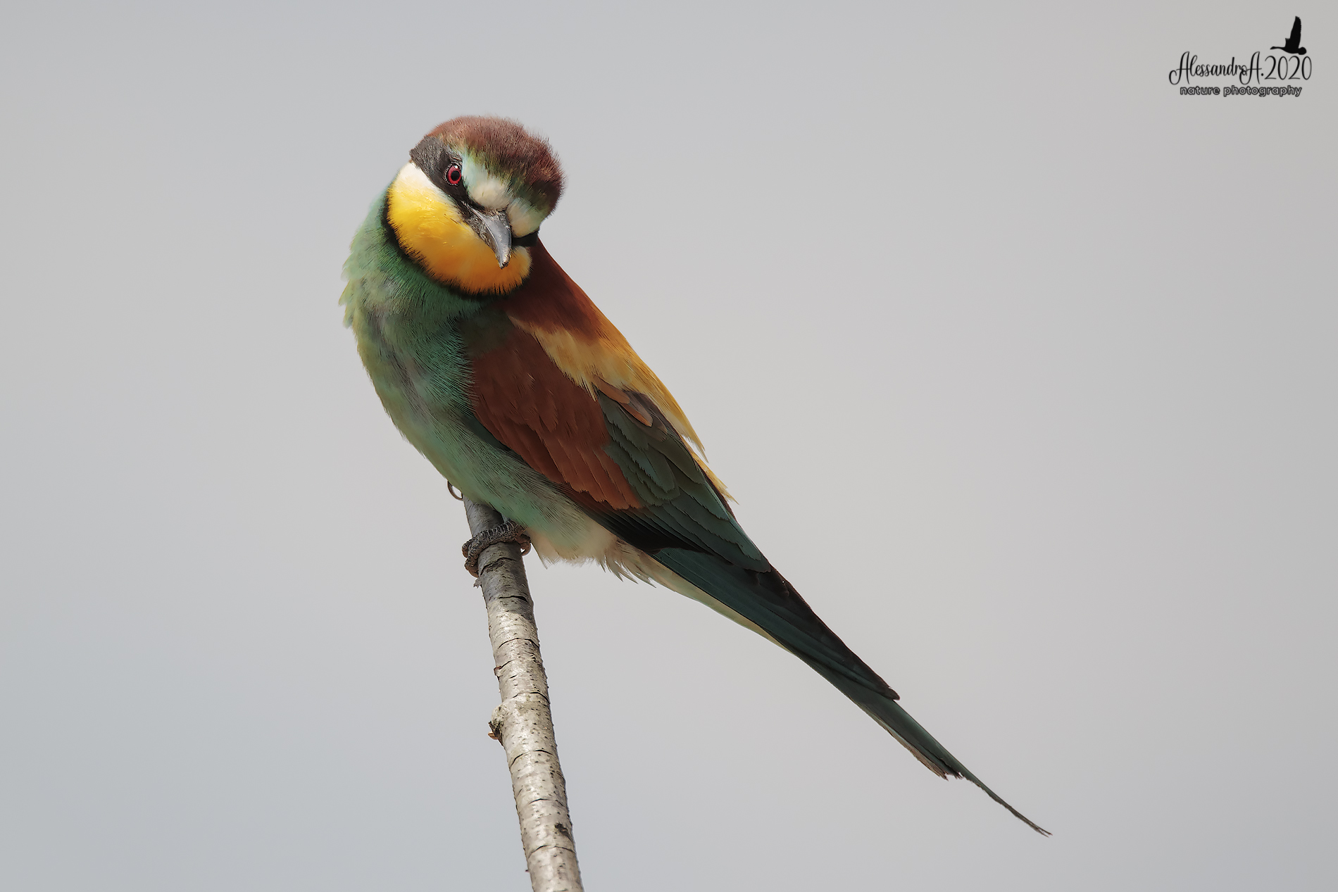 Bee-eater
