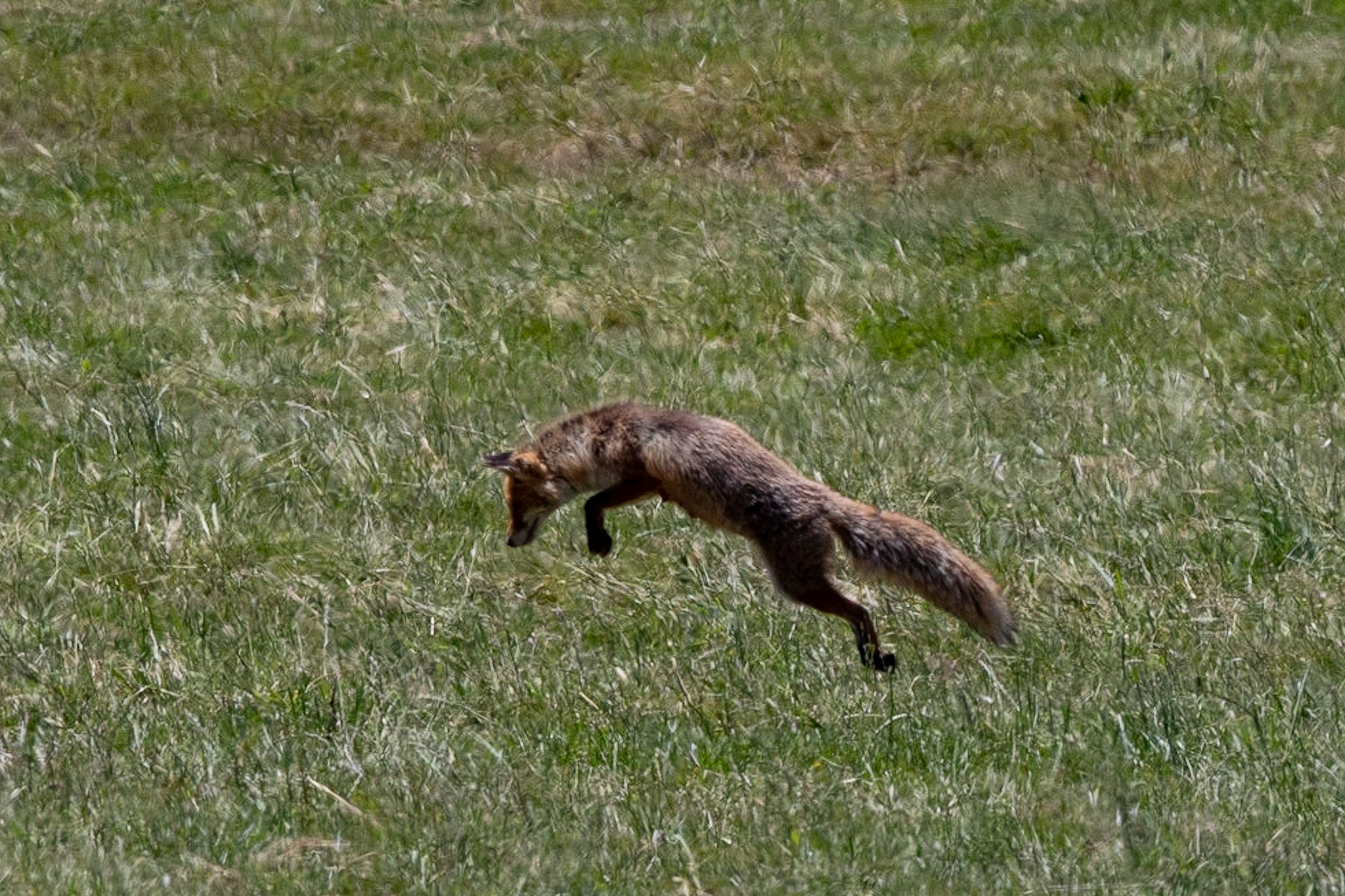 A special technique to catch mouses