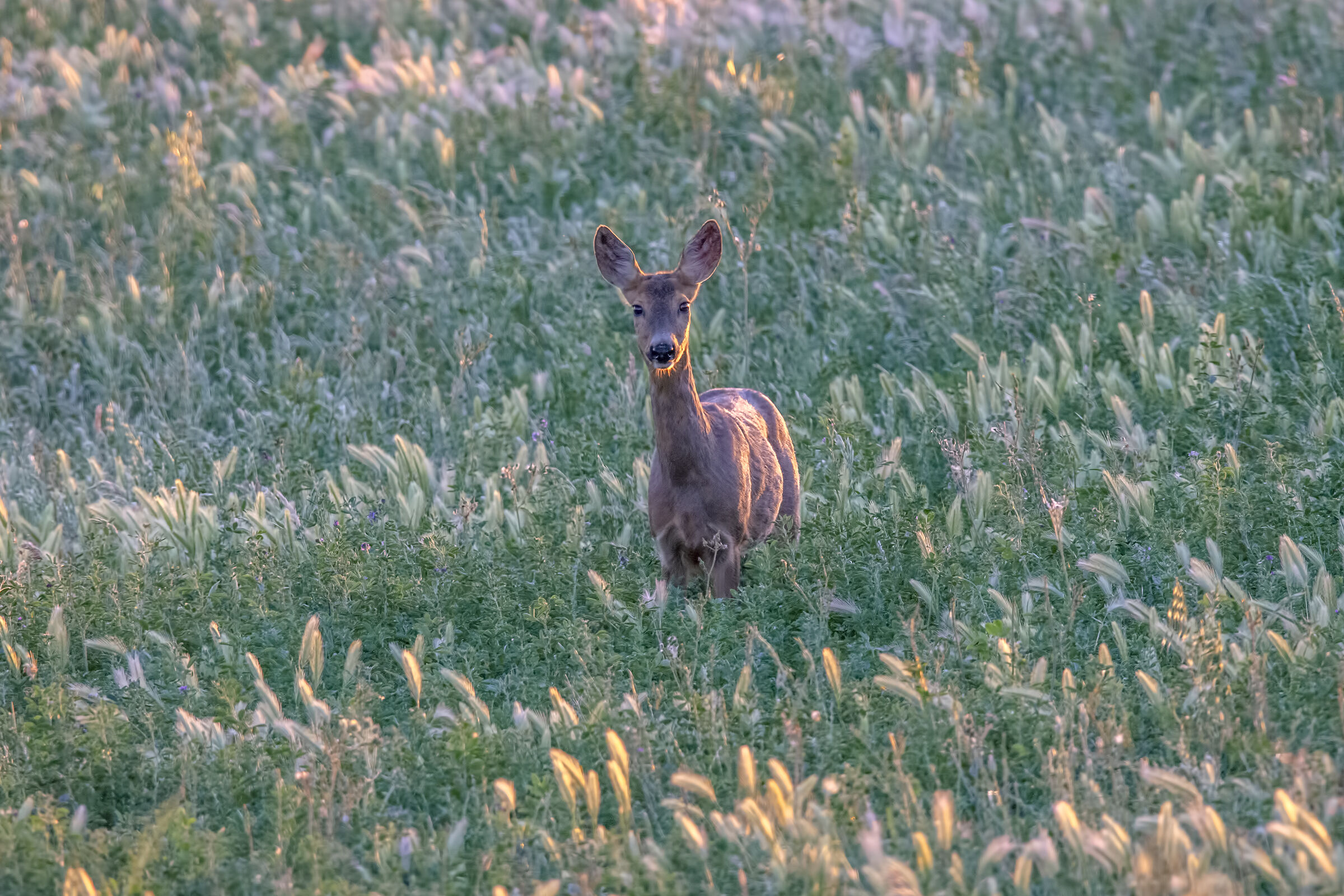 Capriolo femmina al tramonto