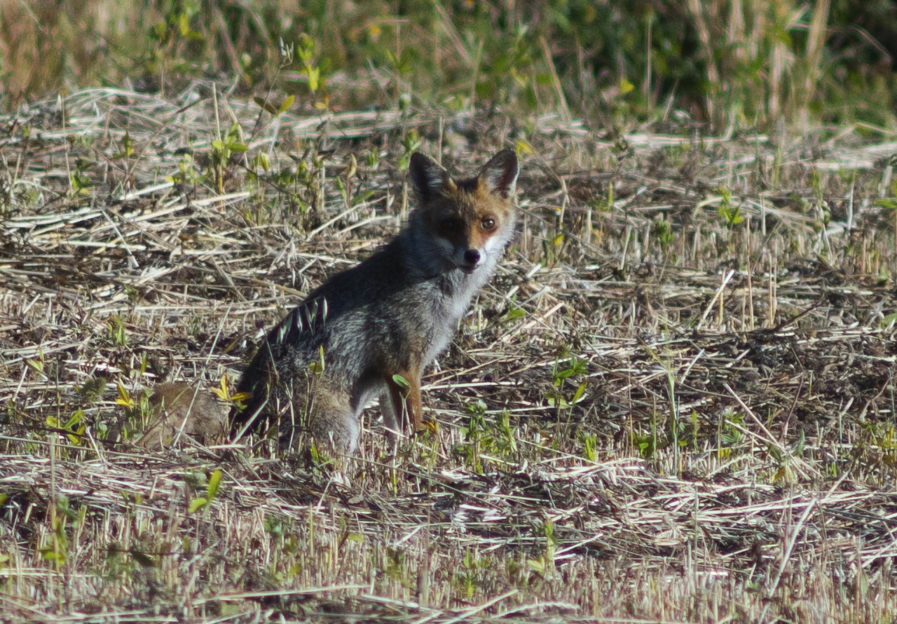 fox in the rotilian reserve, Rome