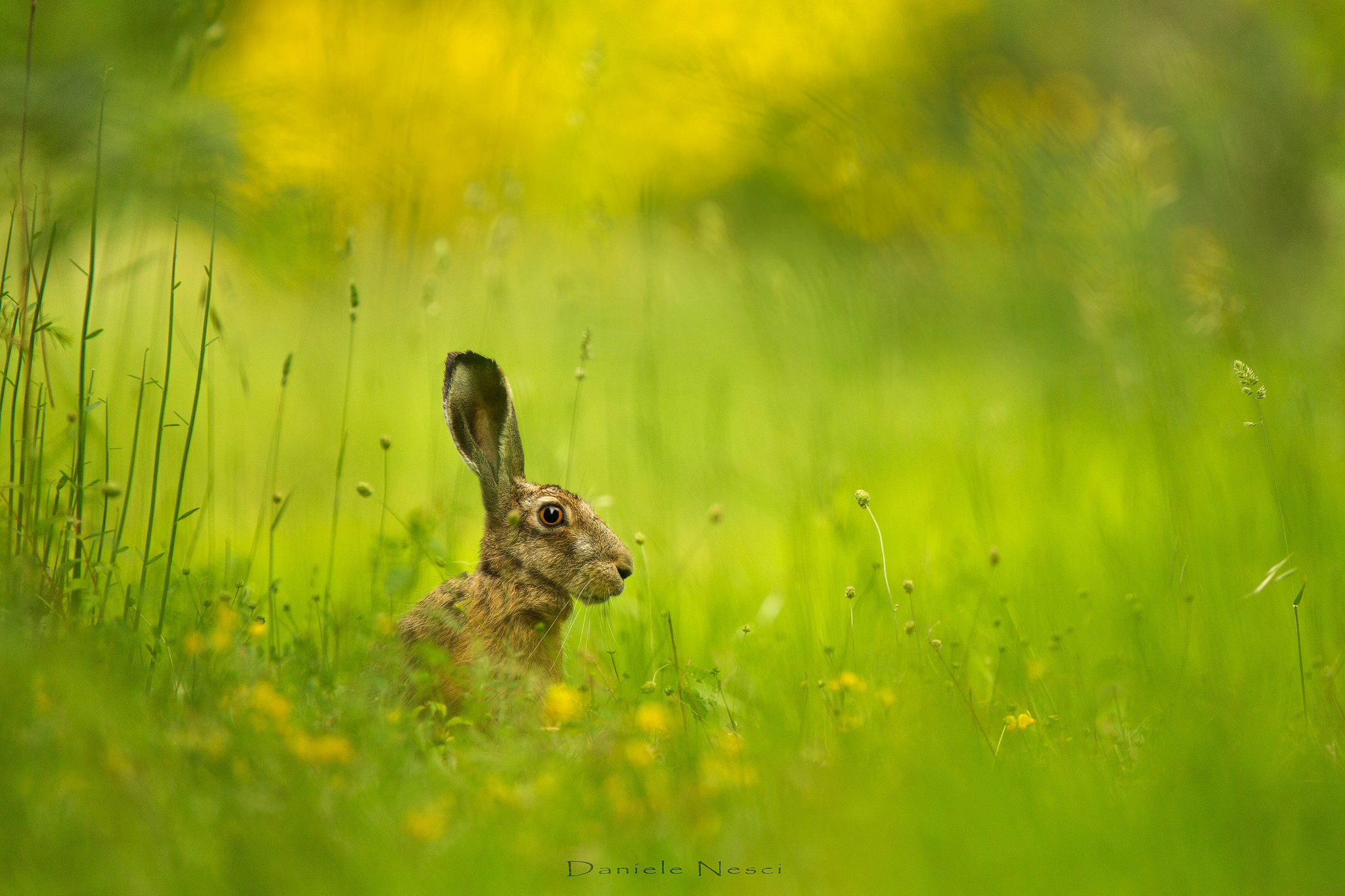 Un incontro inaspettato