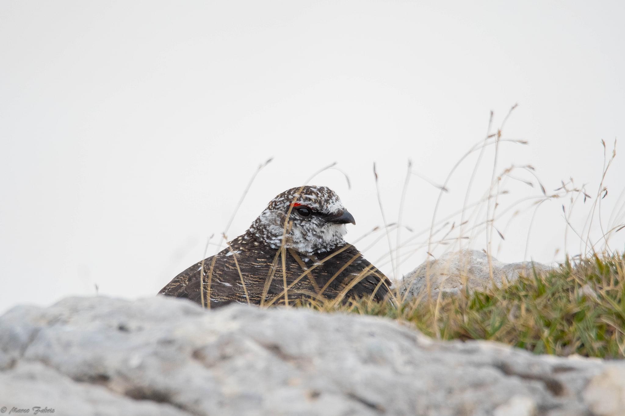 White partridge boy