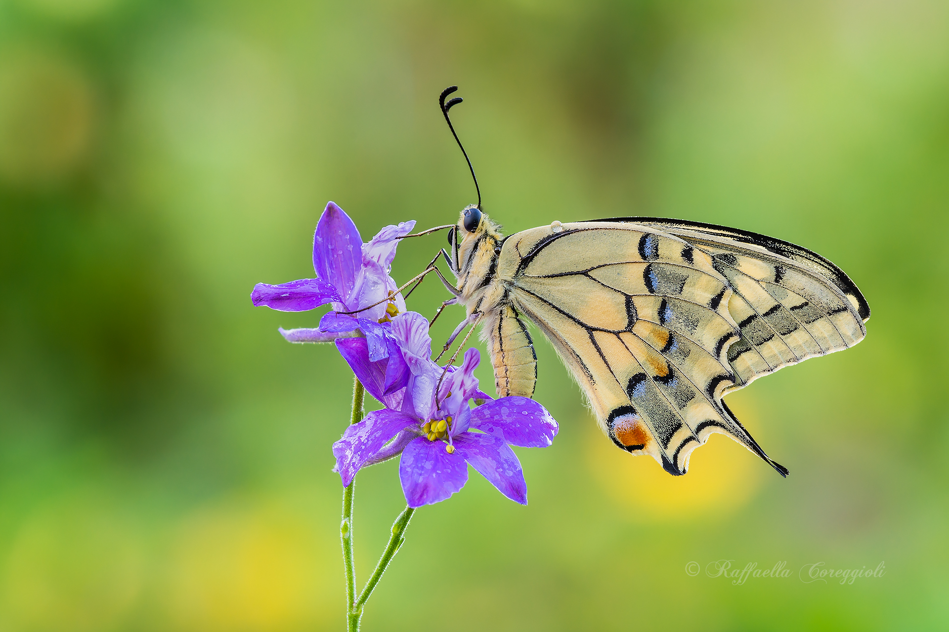 Papilio on Scaevola aemula