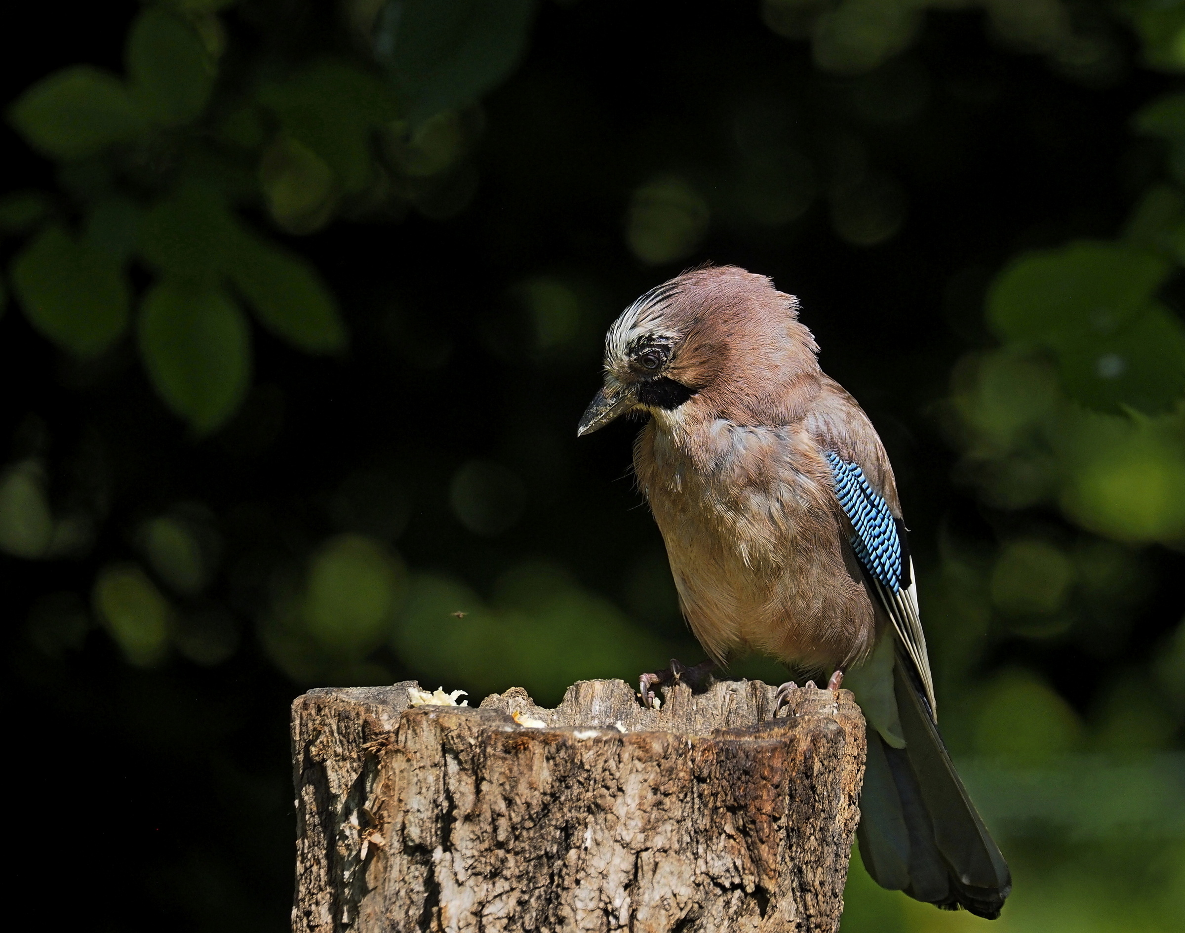 La ghiandaia e il moscerino