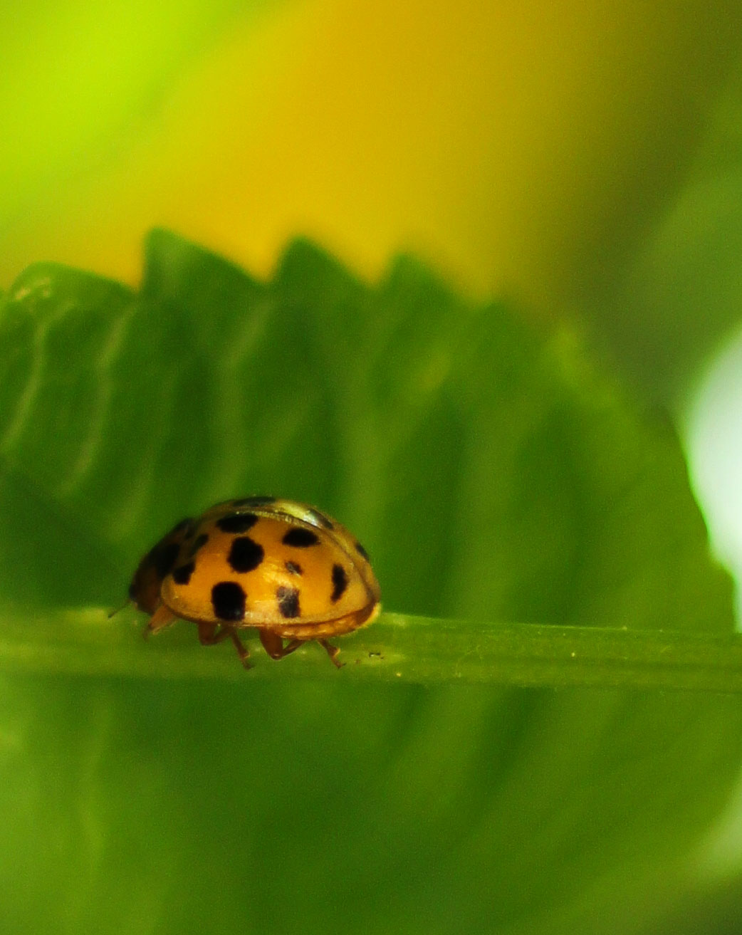 Yellow ladybug