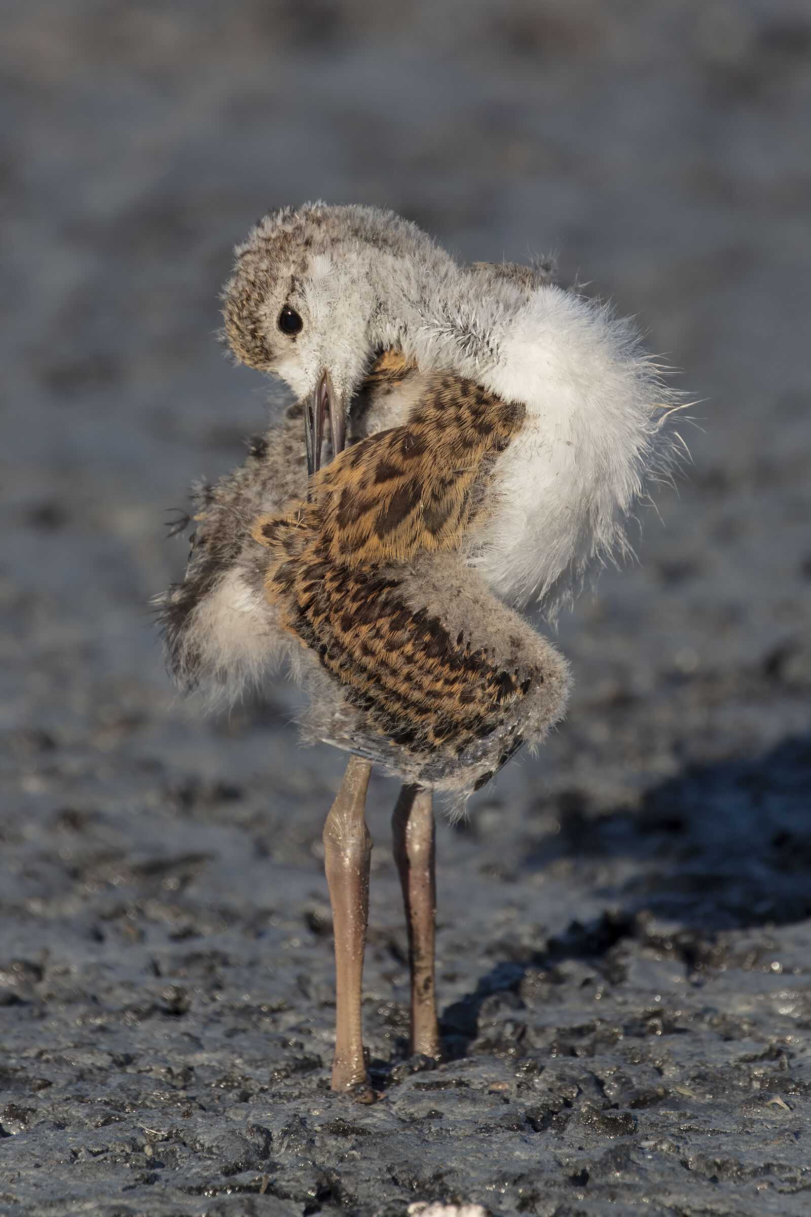 Pullo of Knight of Italy