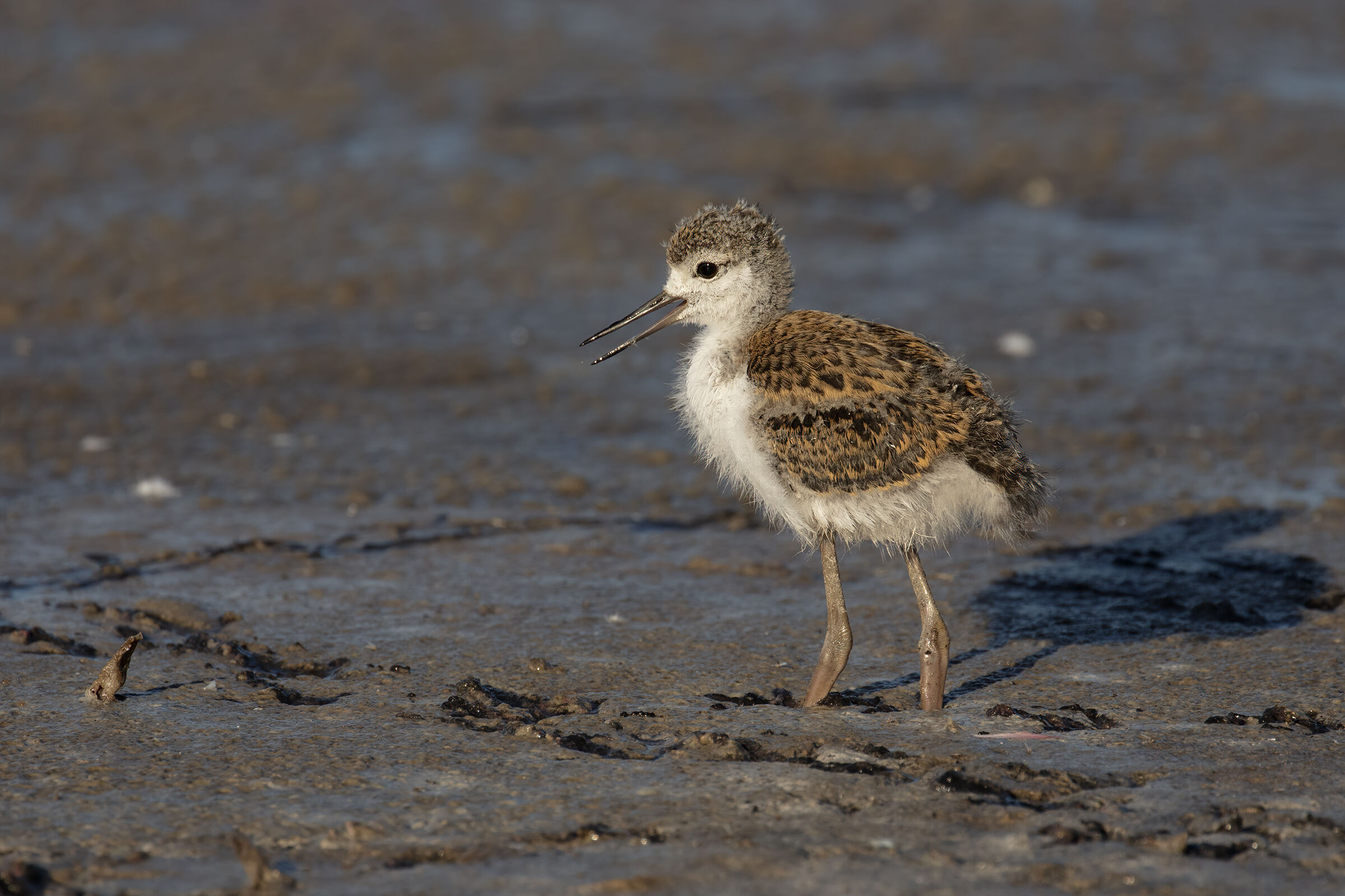 Pullo of Knight of Italy