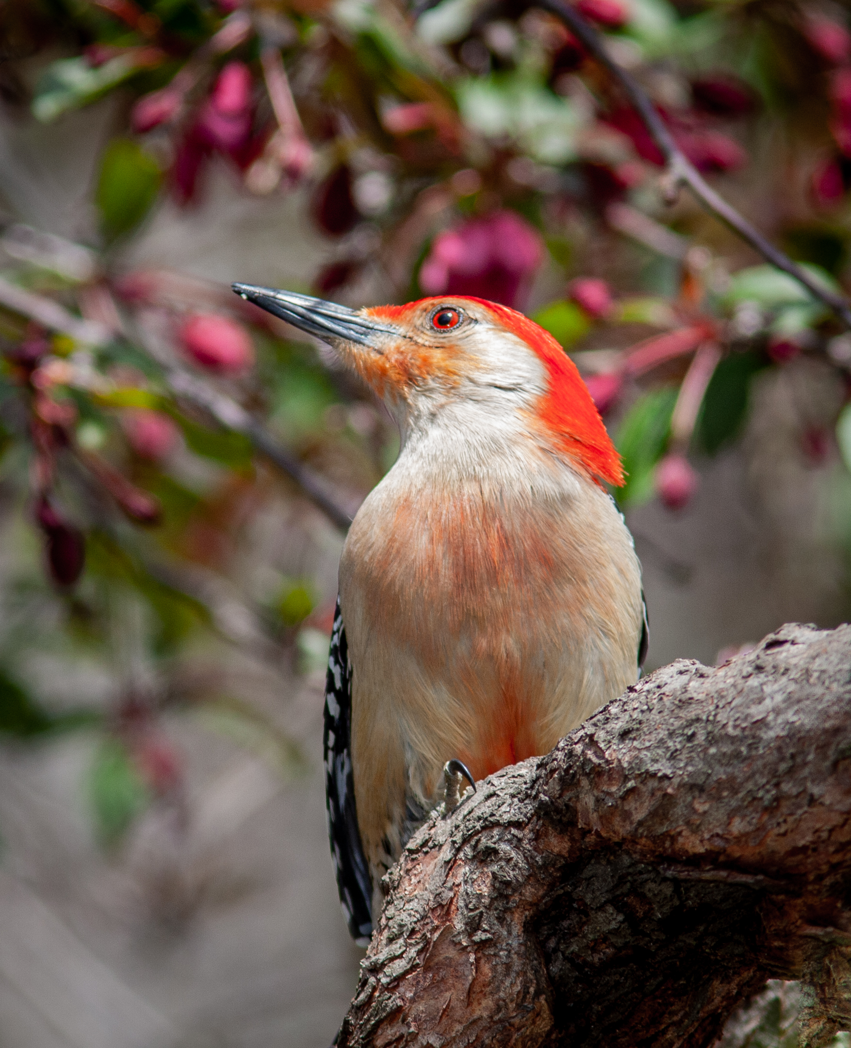 Red Bellied Woodpecker