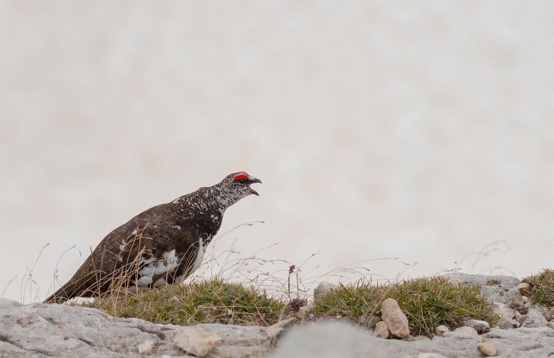 The Song of the White Partridge