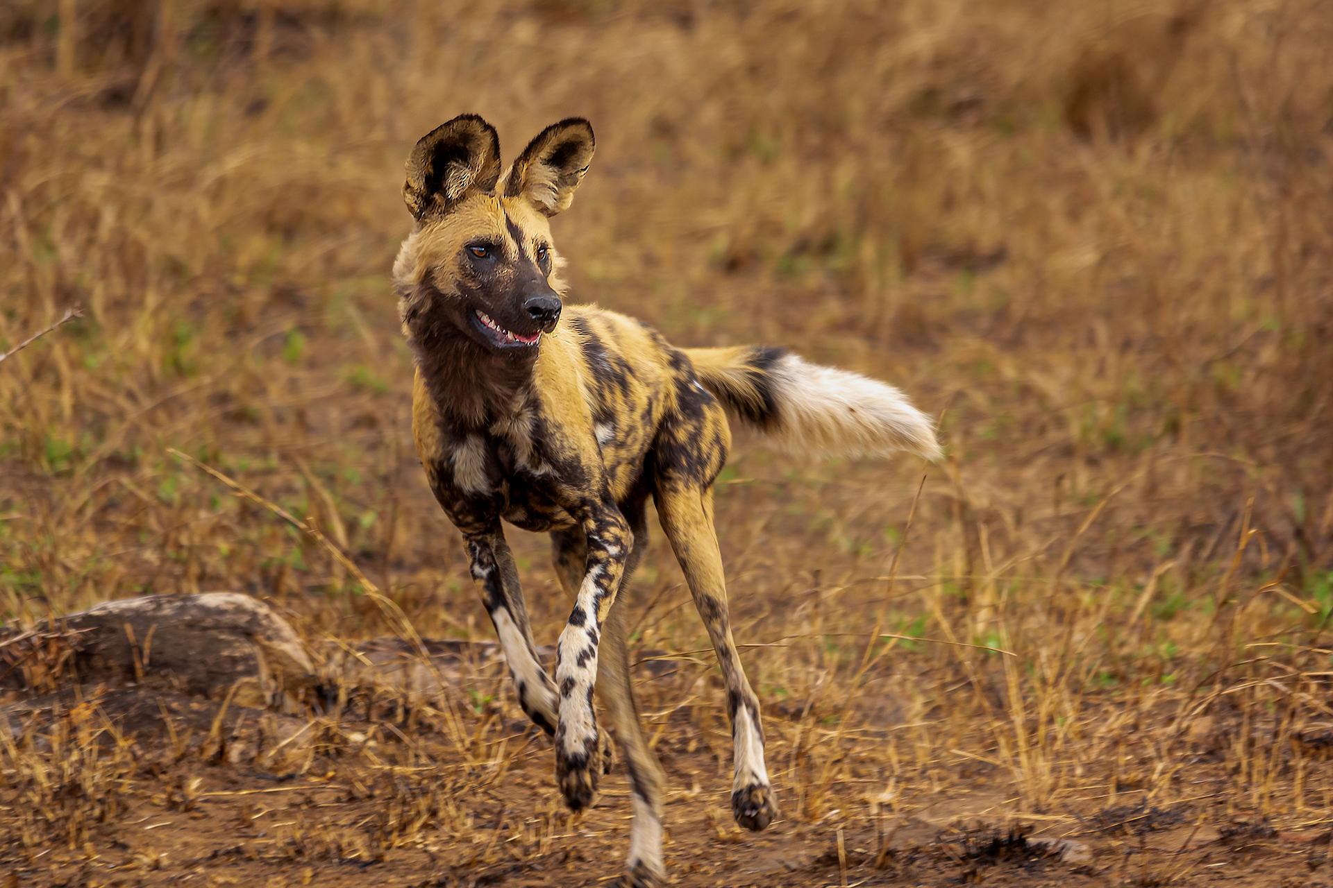 Wild Dog, New