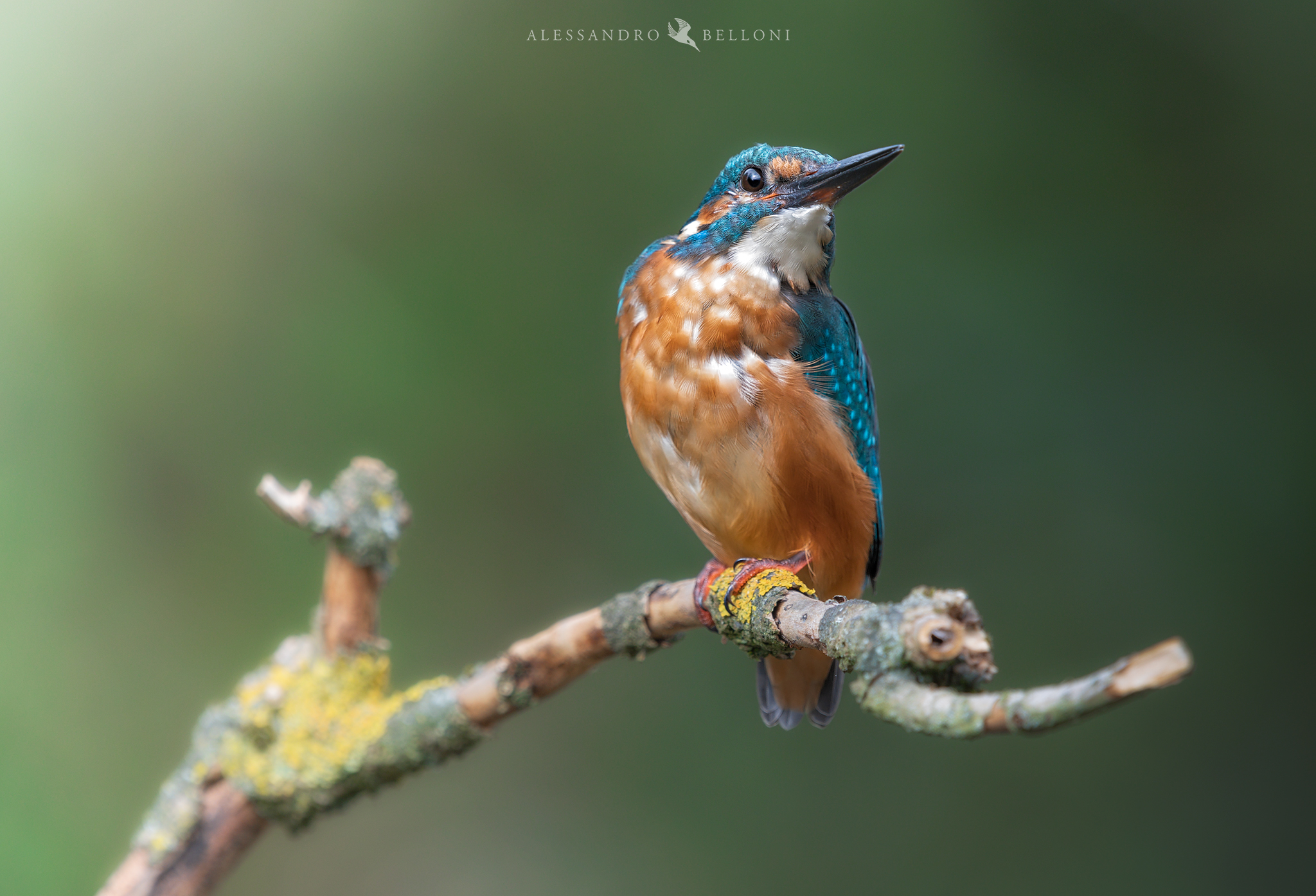Martin Common Fisherman (Alcedo Atthis)