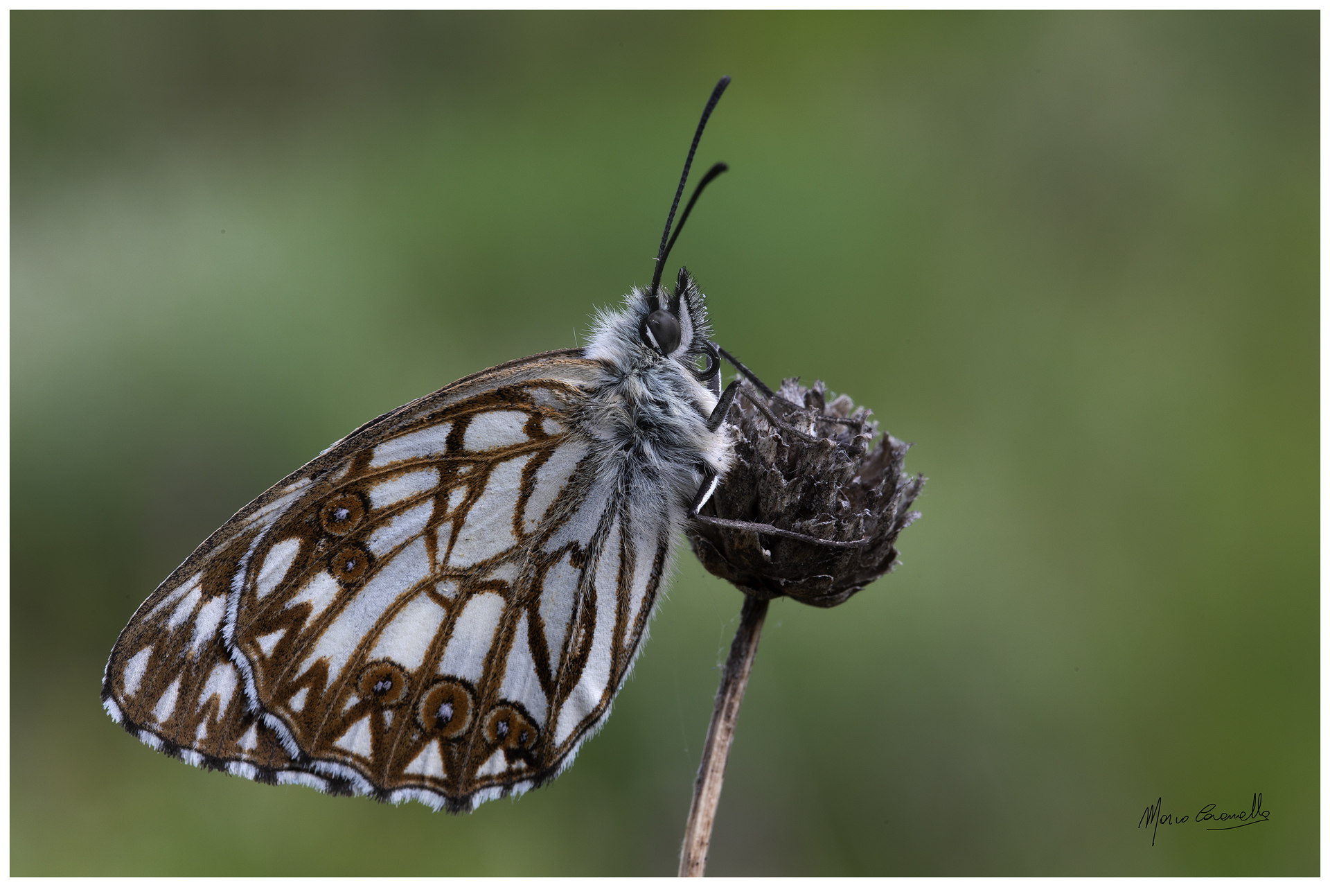Melanargia occitanica
