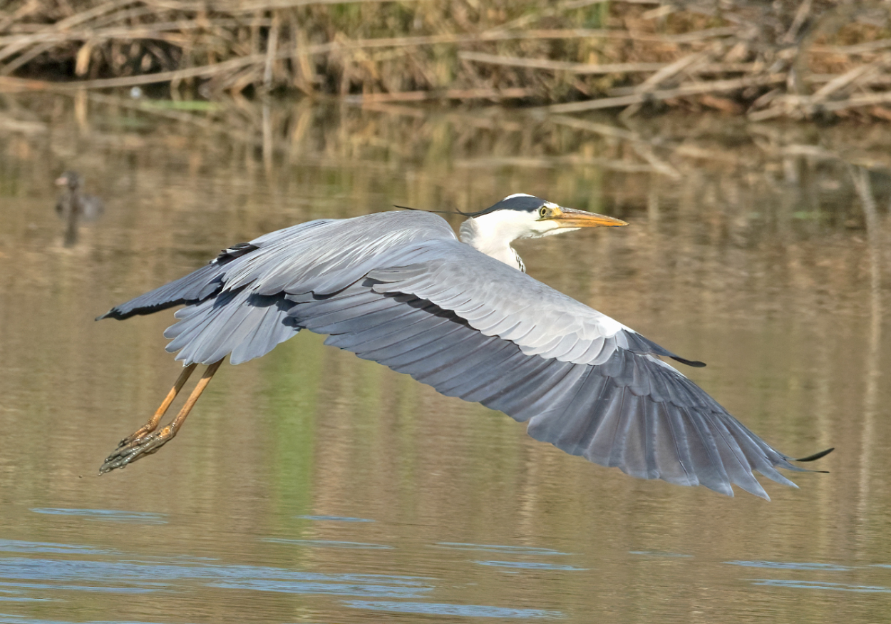 Ash heron