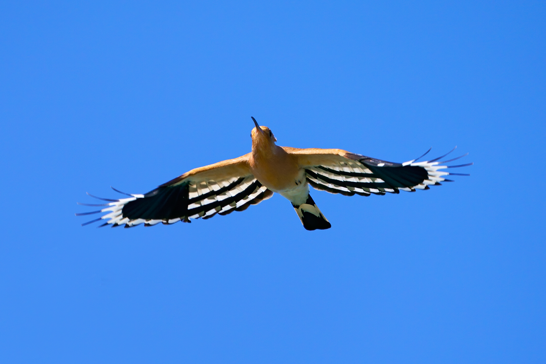 Un controluce di bellezza - Upupa in migrazione