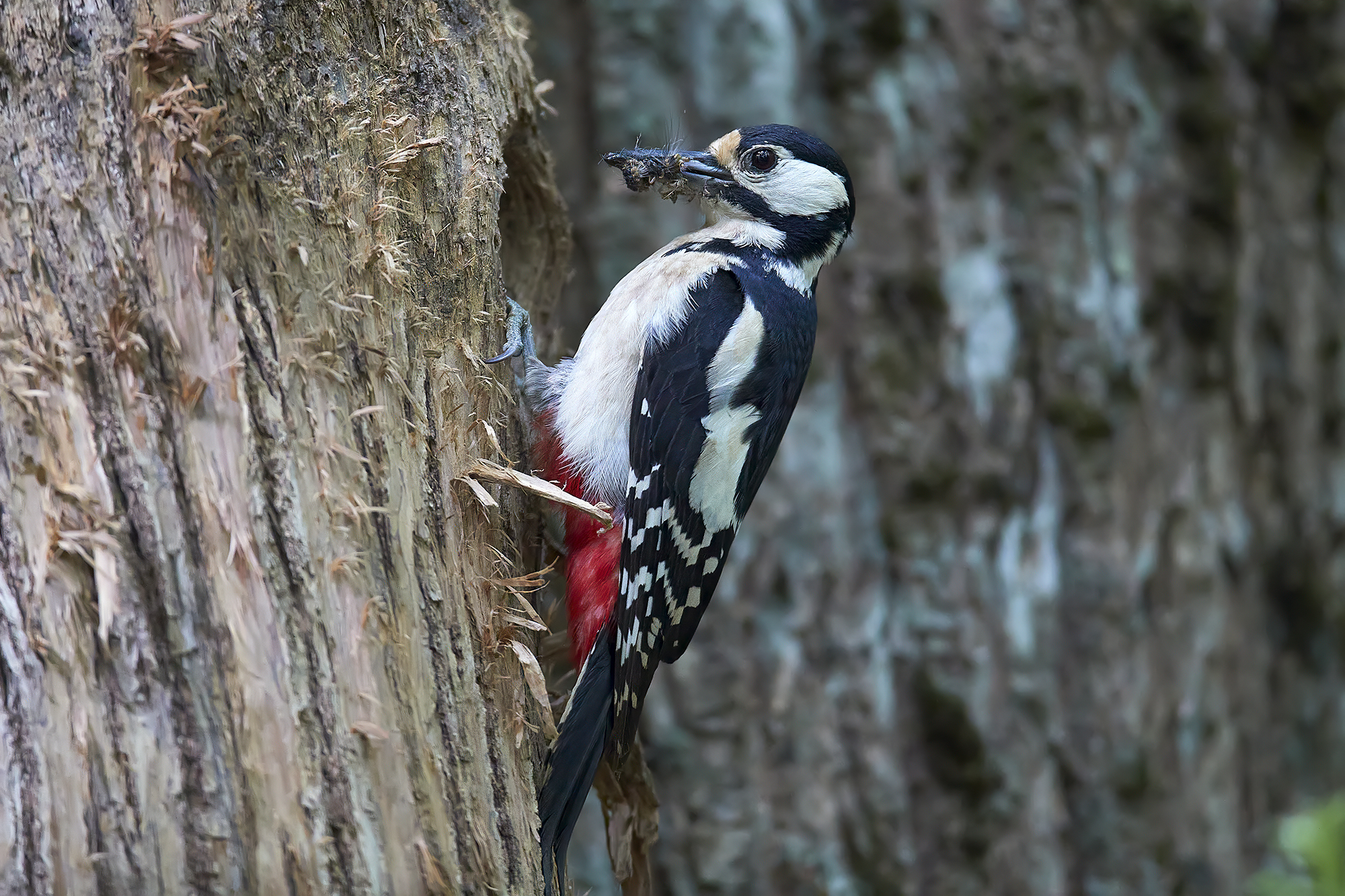 Picchio rosso maggiore
