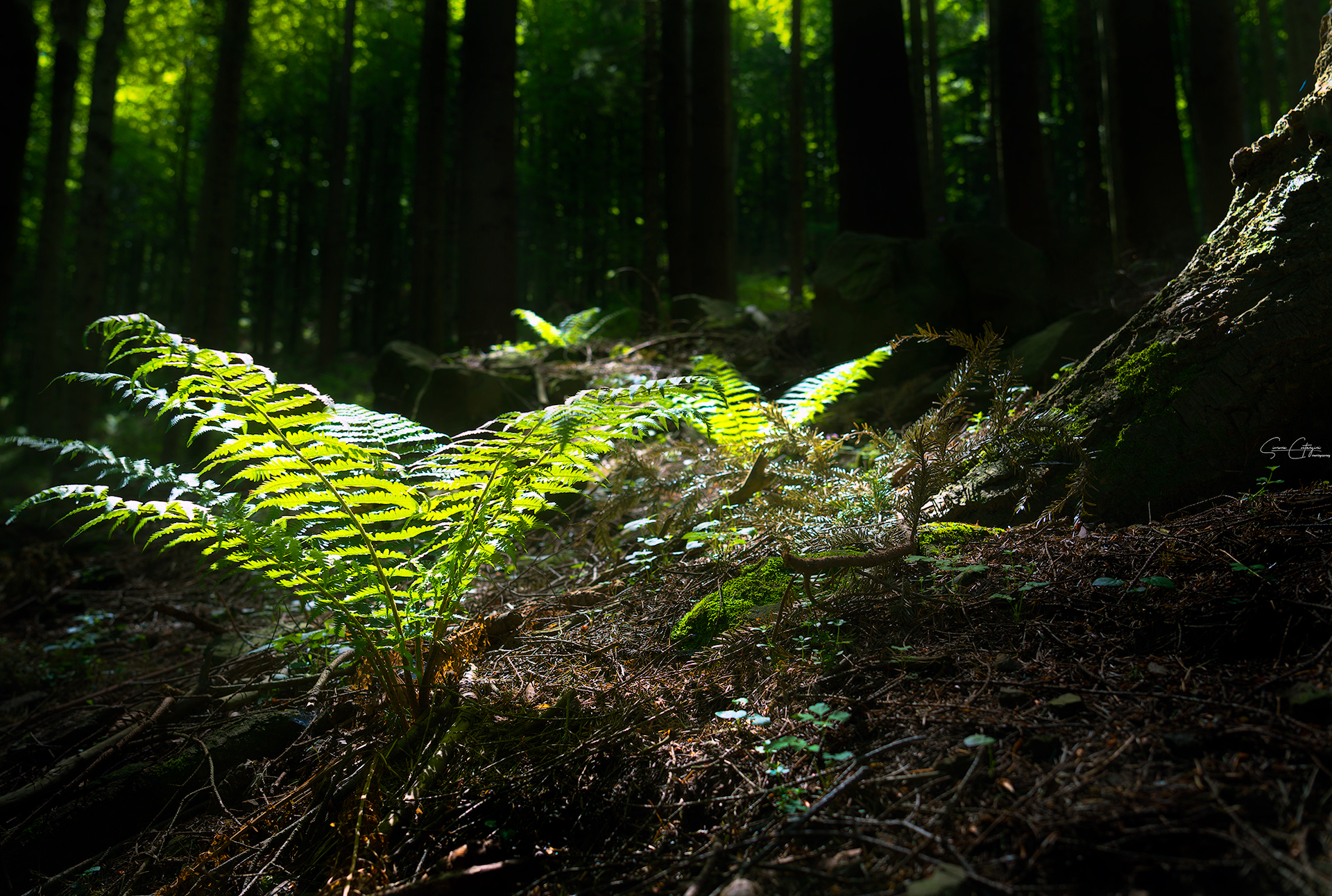 the light into the forest