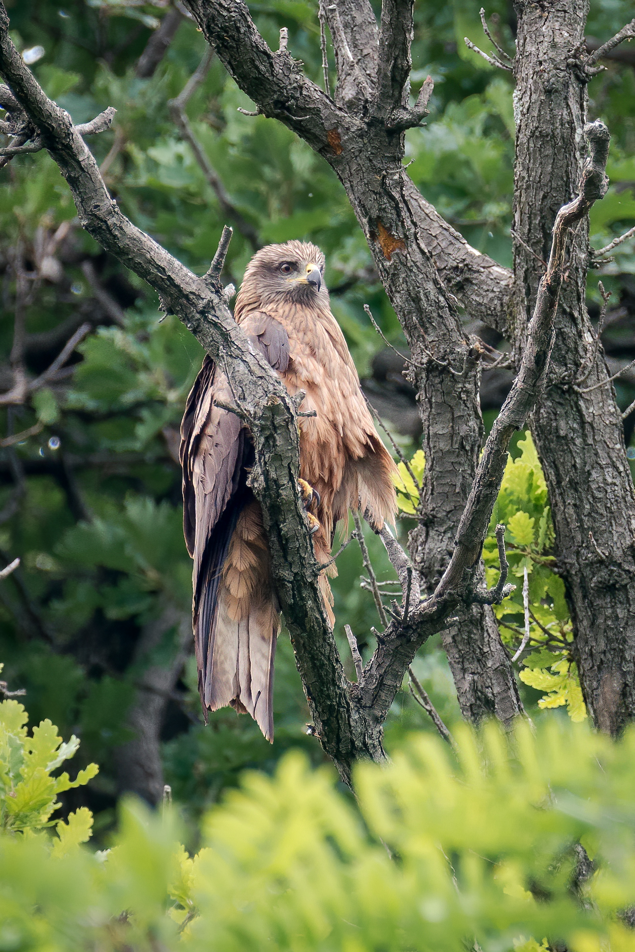 Giovane Nibbio Bruno posato